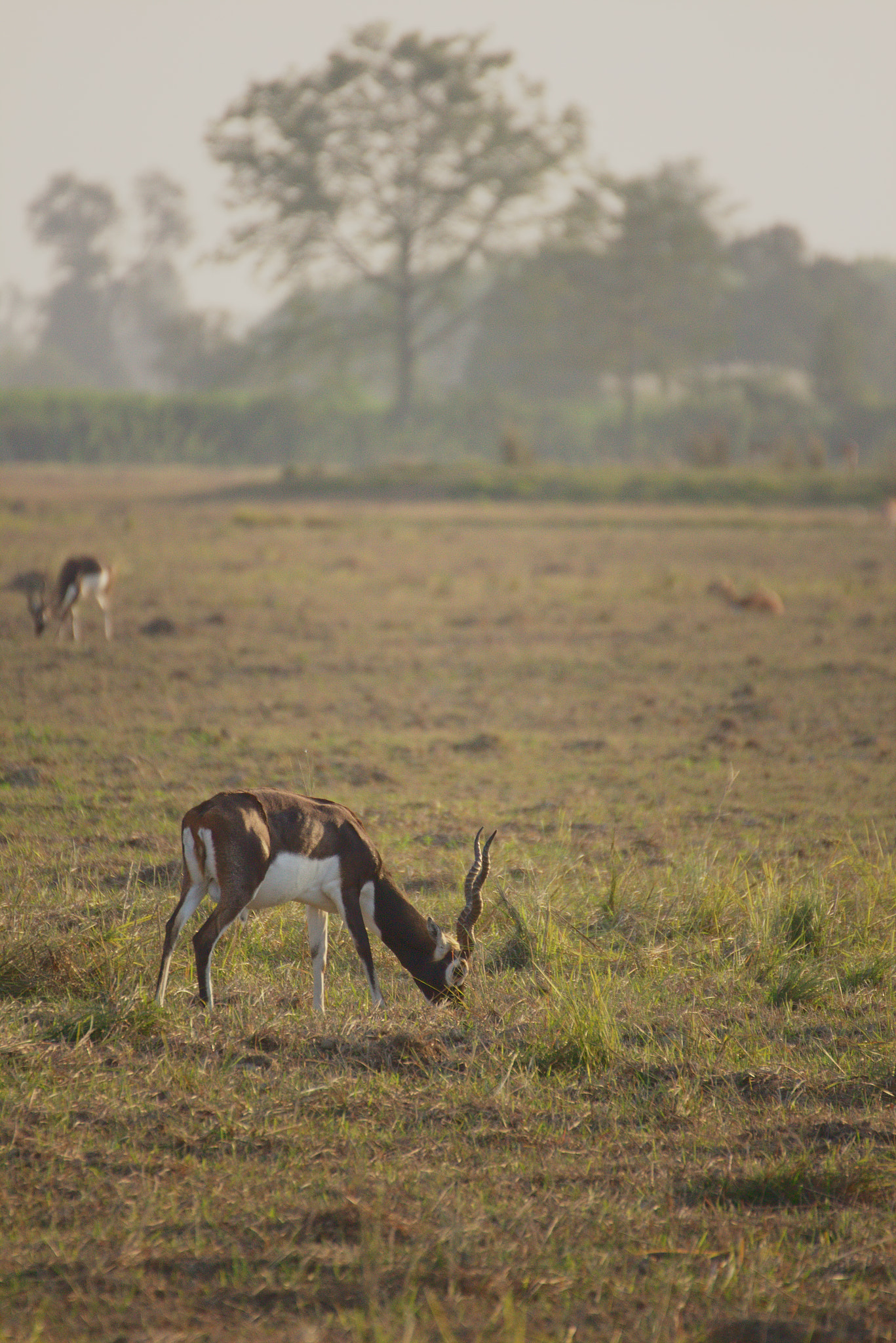 70.0 - 300.0 mm sample photo. Elegant blackbuck in the wild photography