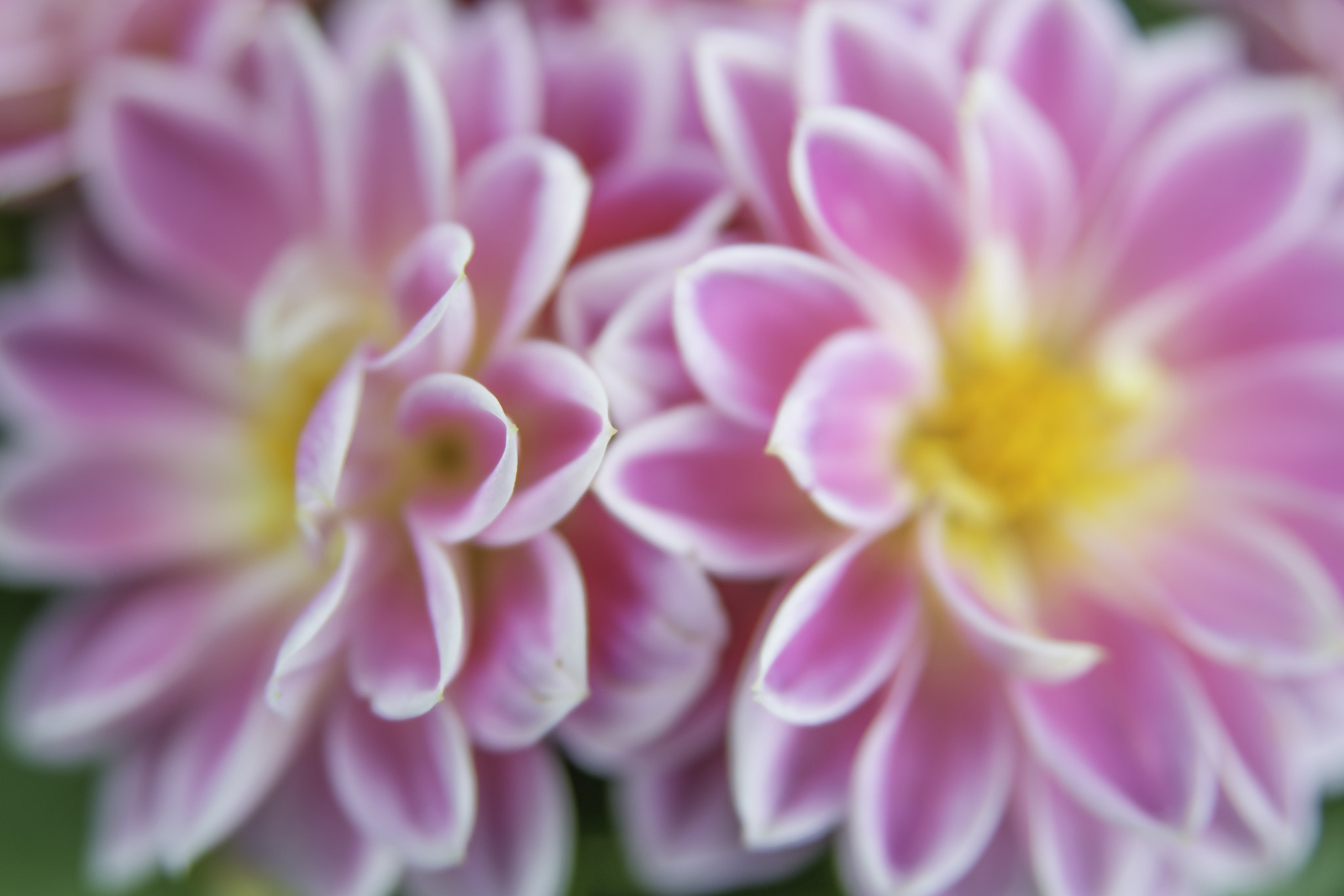 Nikon D600 sample photo. Abstract macro flowers photography