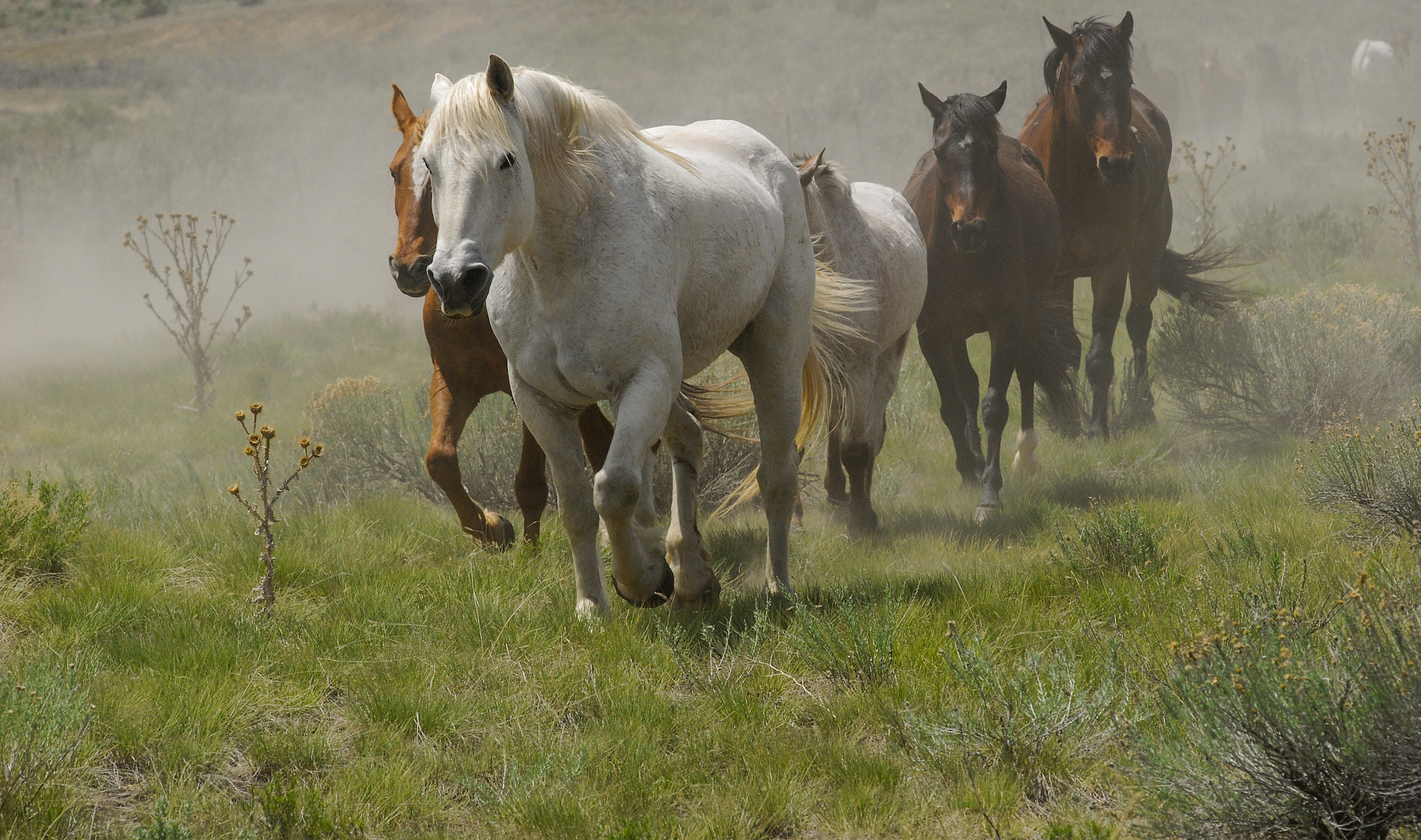 AF Zoom-Nikkor 80-200mm f/2.8 ED sample photo. Stampede photography