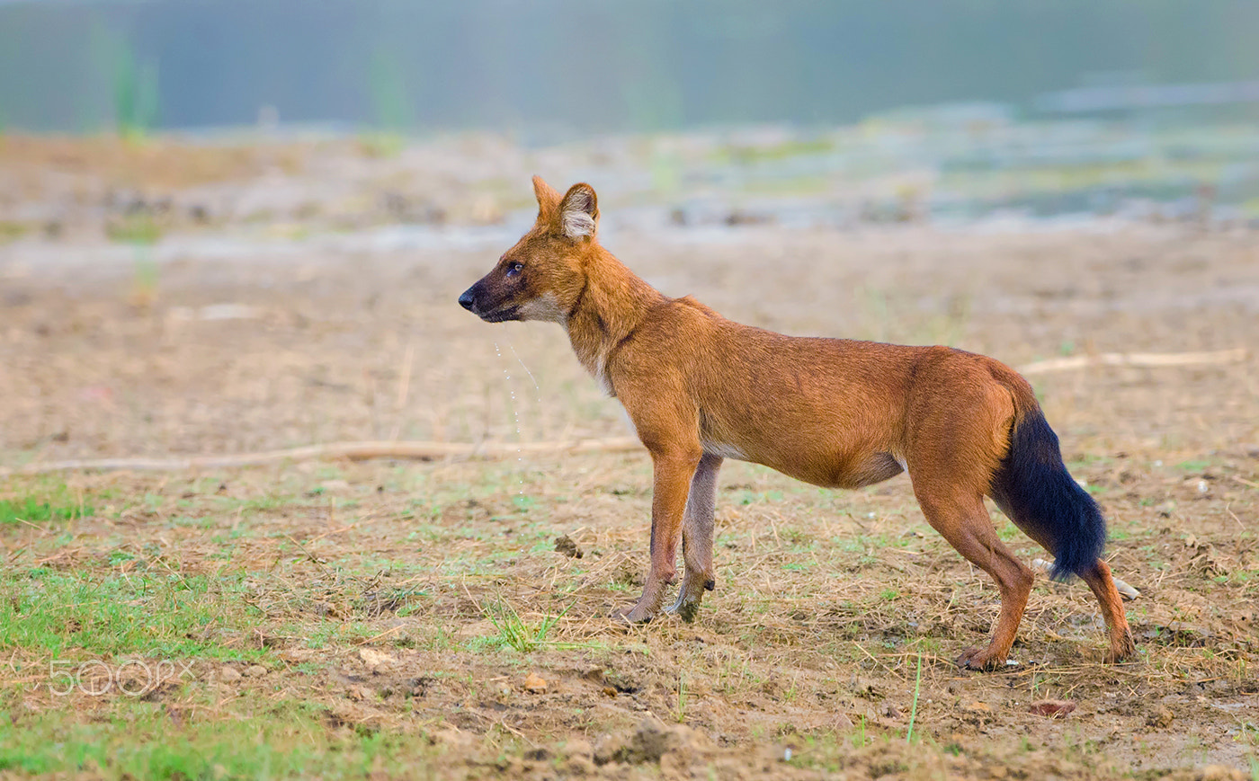 Nikon D7000 + Nikon AF-S Nikkor 500mm F4G ED VR sample photo. Dhole photography