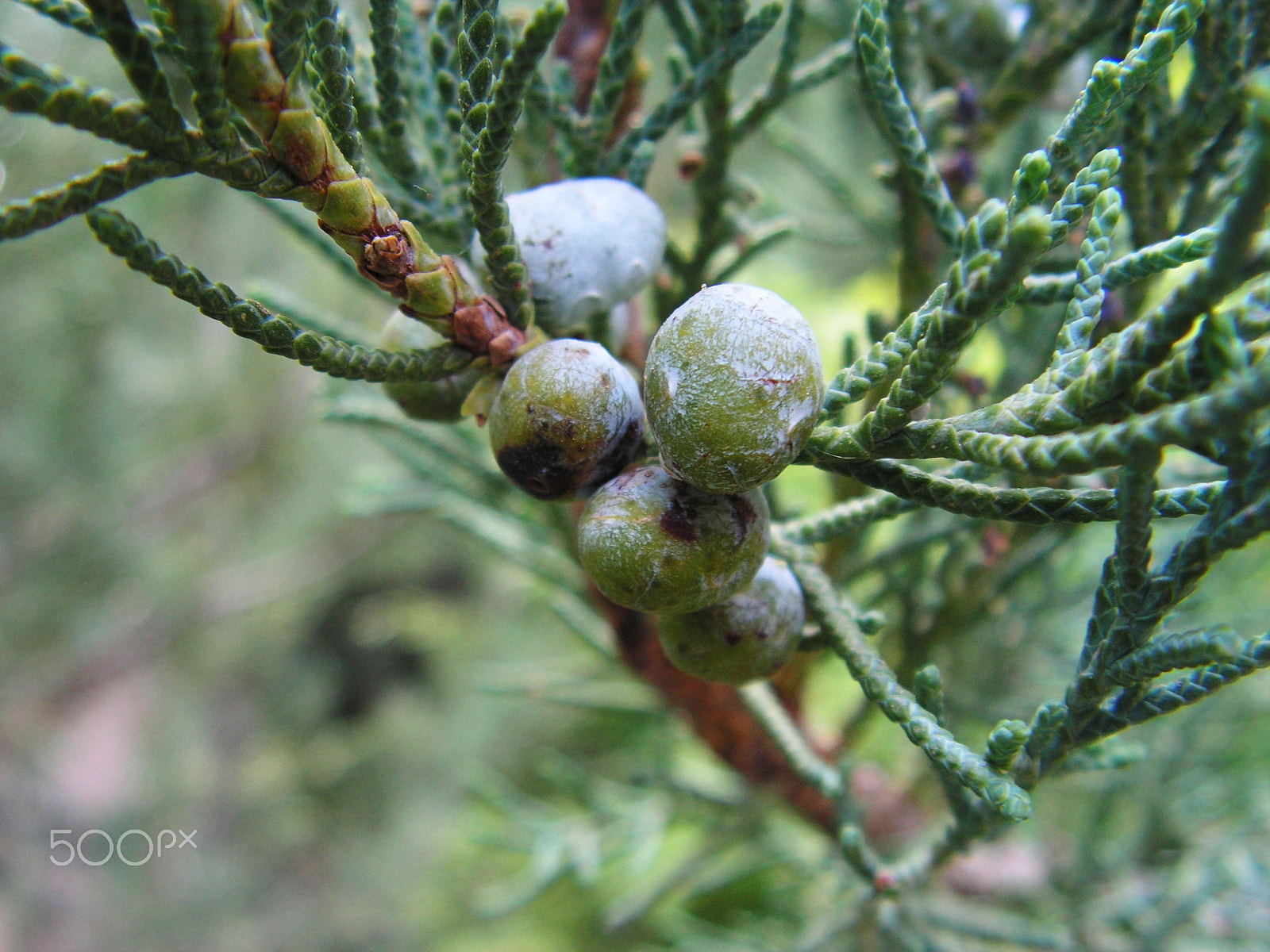 KONICA MINOLTA DiMAGE Z20 sample photo. Natural ornaments photography