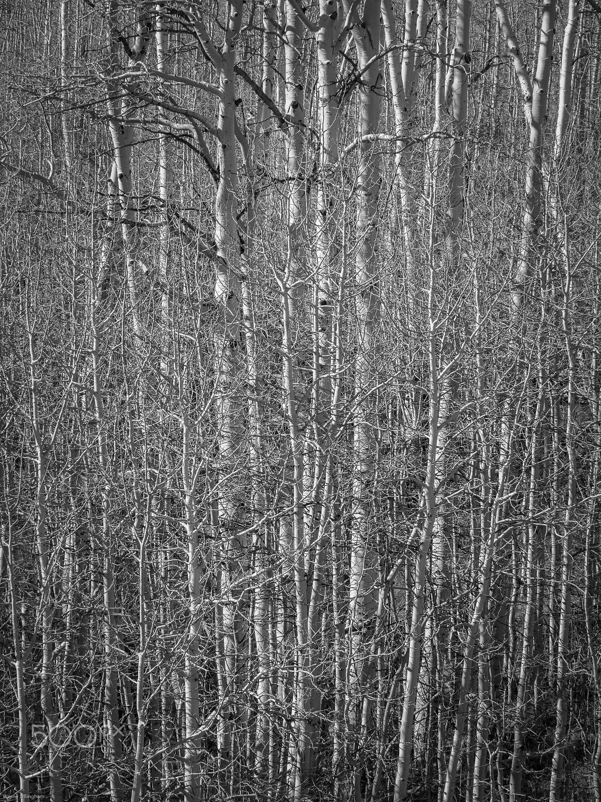 Olympus OM-D E-M1 sample photo. Leafless photography