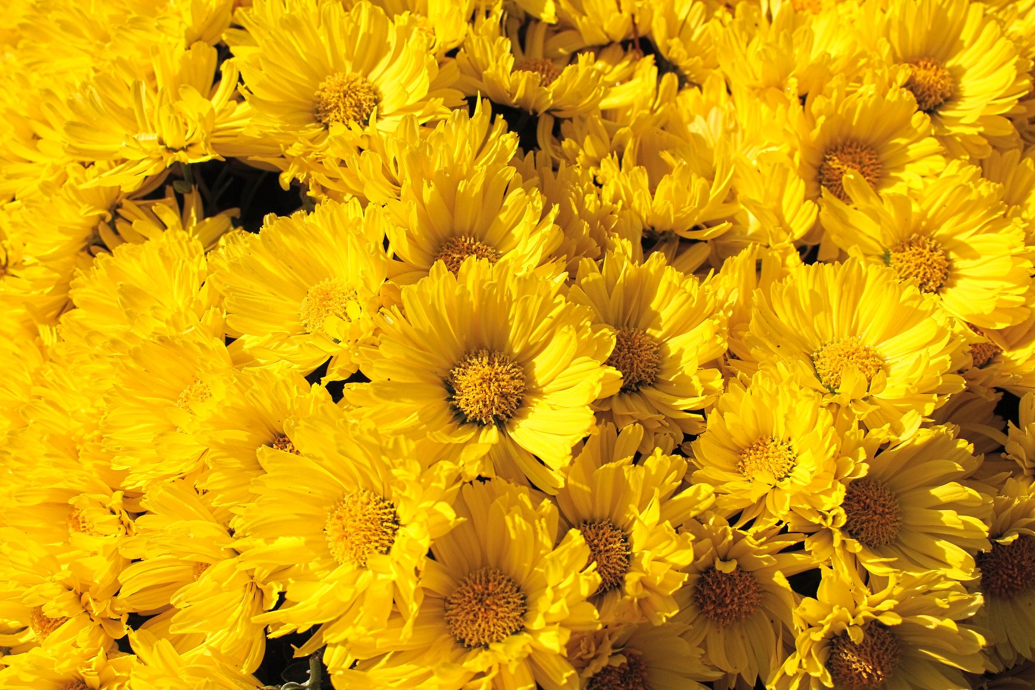 Canon EOS 700D (EOS Rebel T5i / EOS Kiss X7i) sample photo. Crysanthemum photography