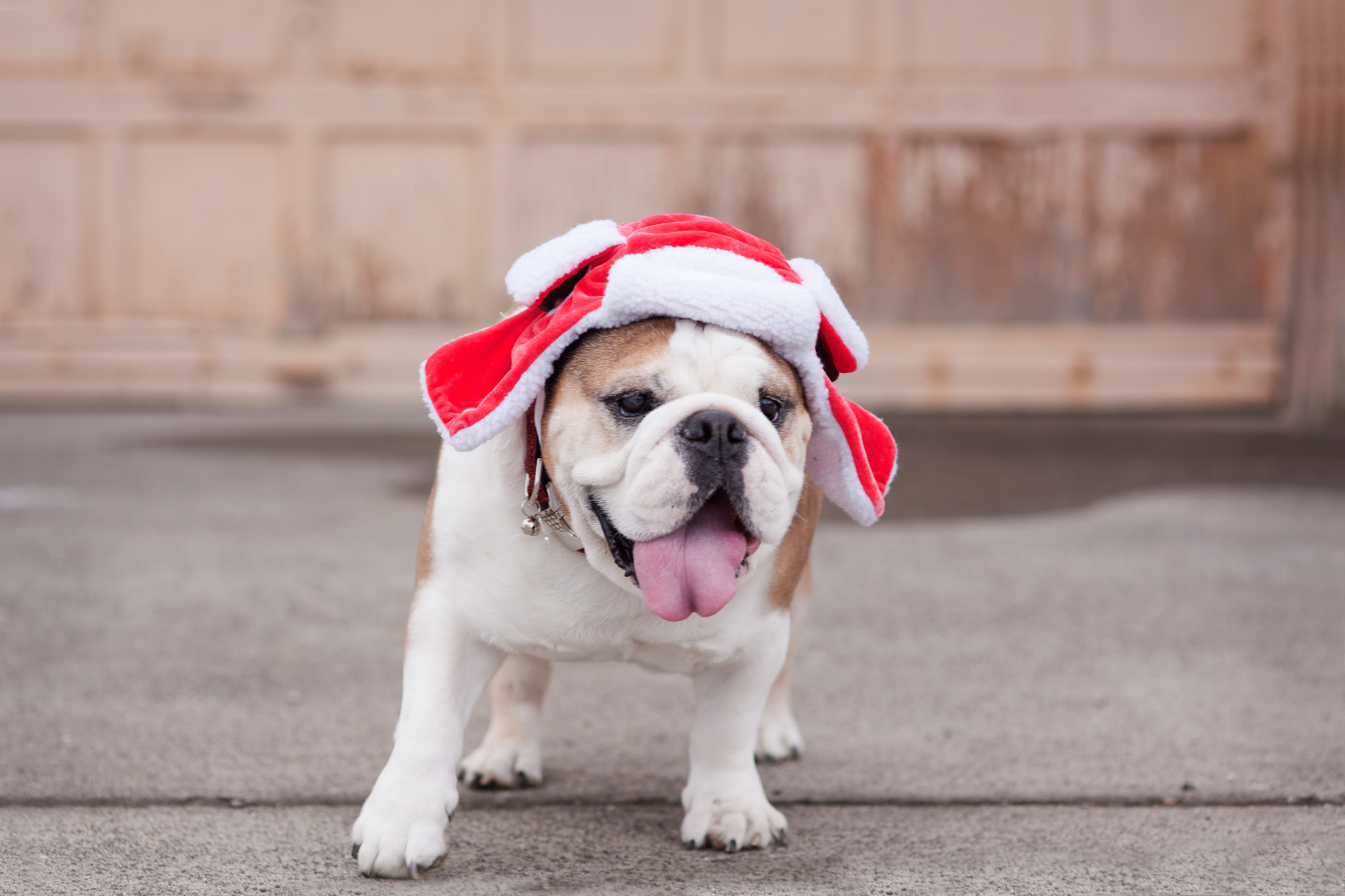 Canon EOS 5D Mark II + Sigma 85mm F1.4 EX DG HSM sample photo. Bulldog christmas photography