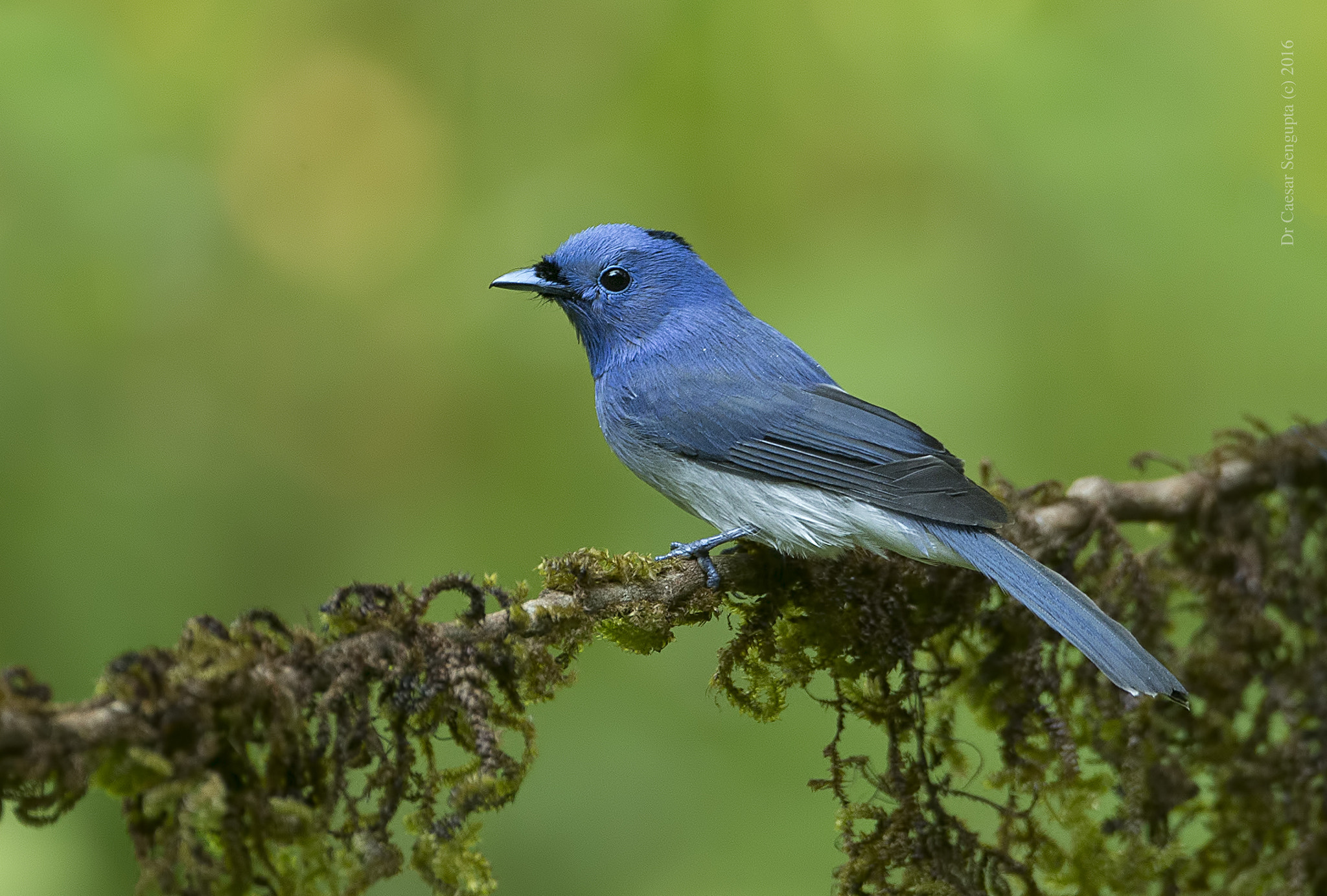 Canon EF 500mm F4L IS USM sample photo. Black naped monarch photography