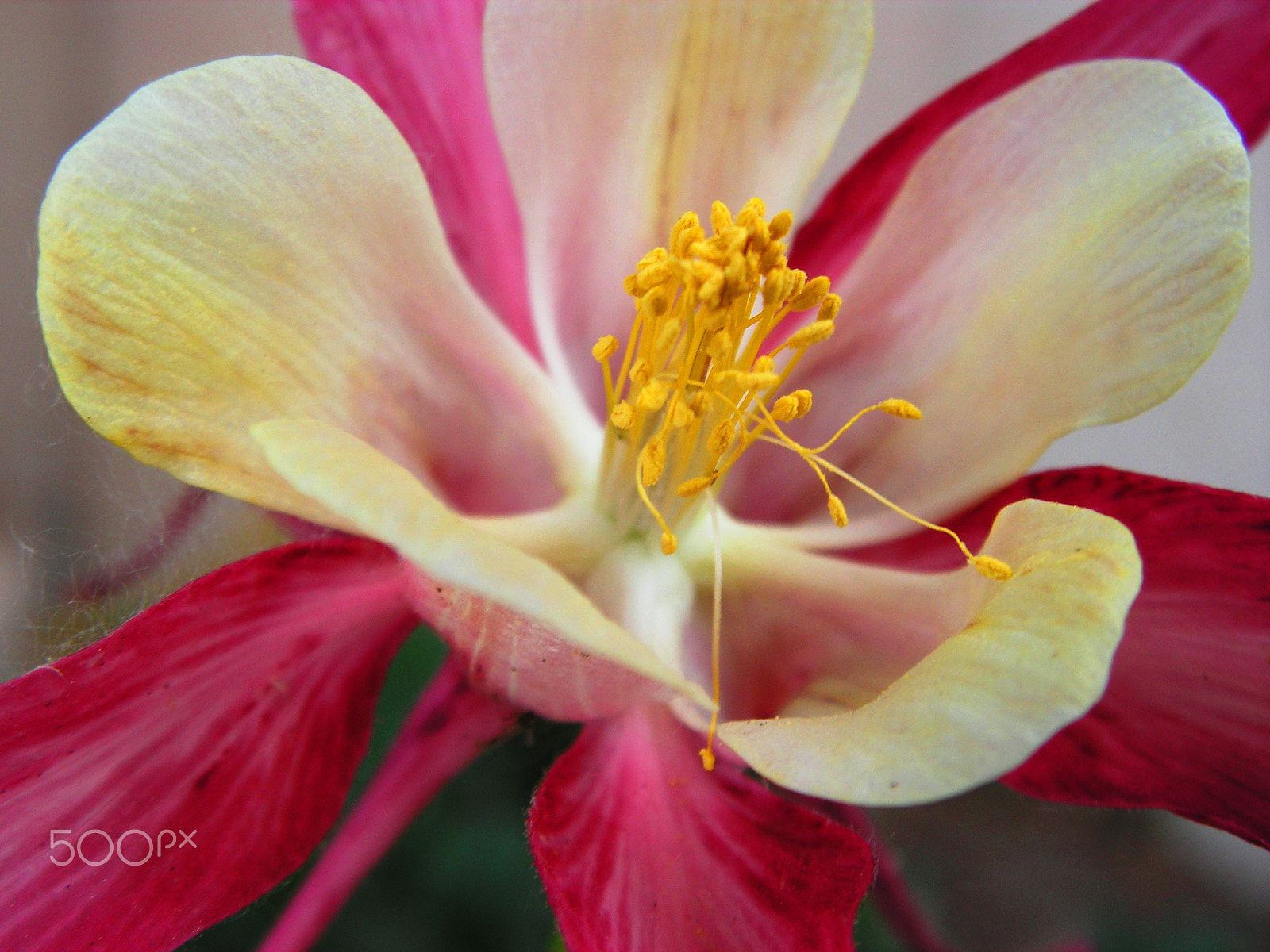 KONICA MINOLTA DiMAGE Z20 sample photo. Pink columbine photography