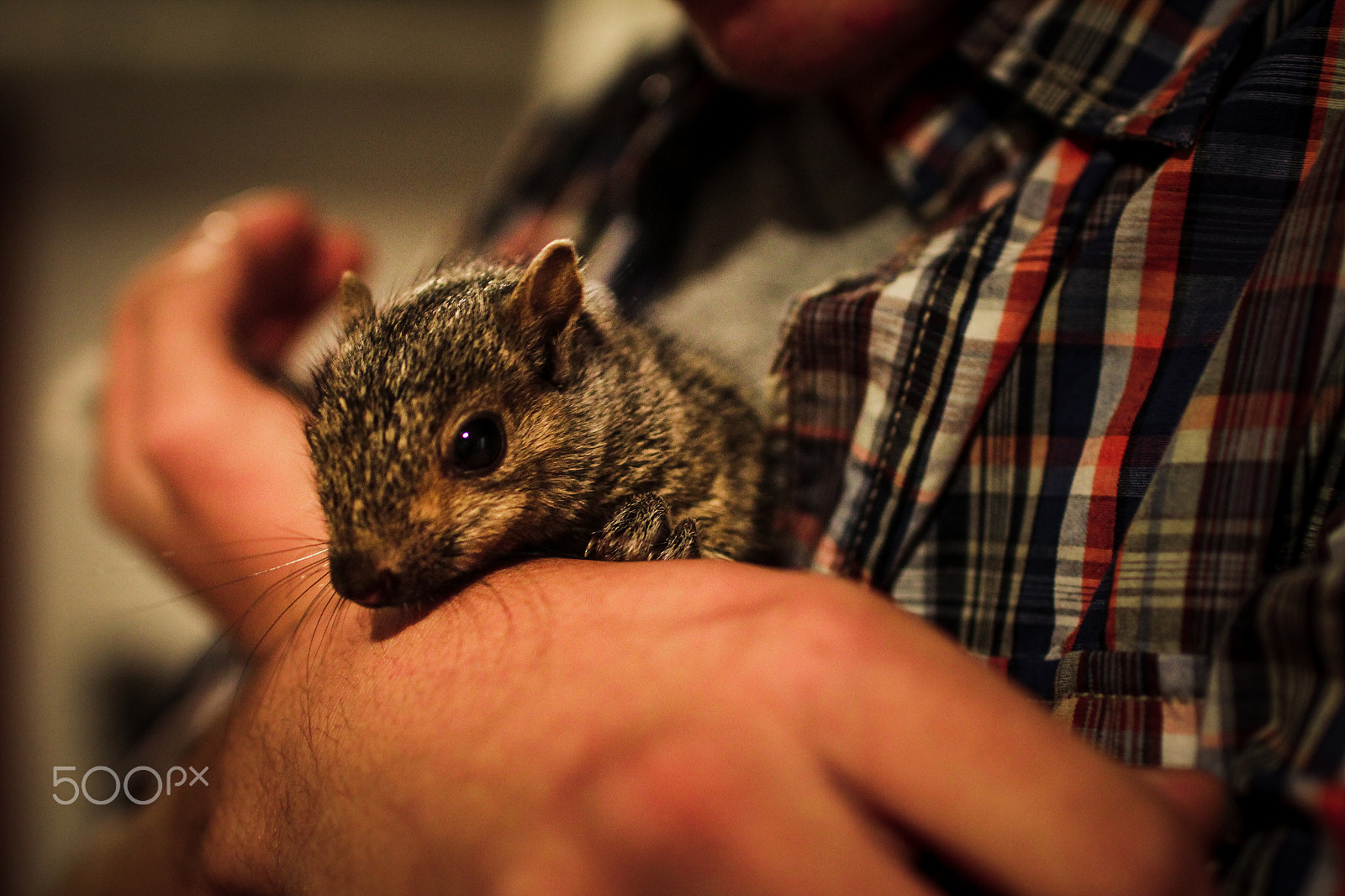 Sigma 30mm F1.4 EX DC HSM sample photo. Squirrel 1 photography