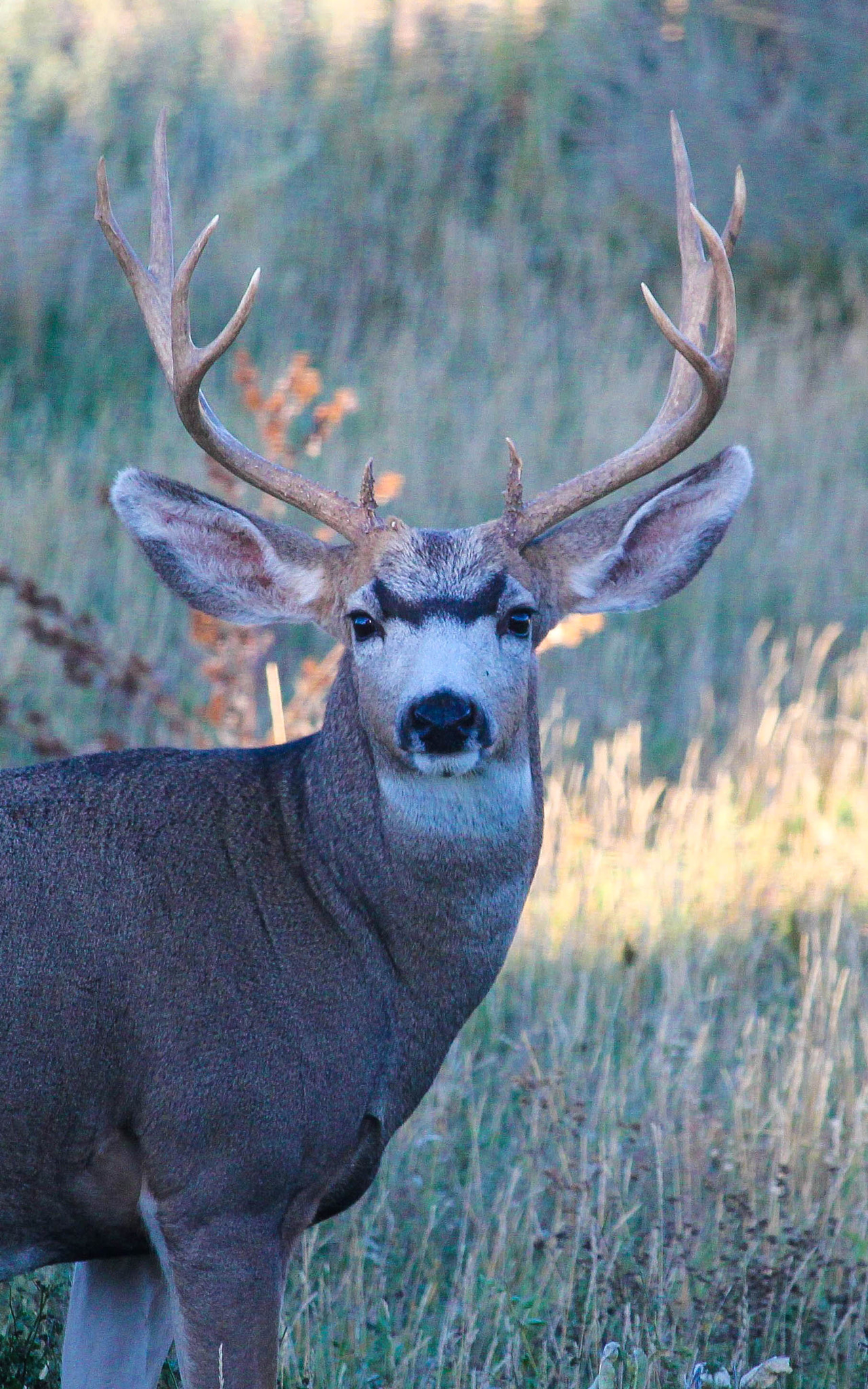 Canon EF-S 55-250mm F4-5.6 IS STM sample photo. The stare down photography