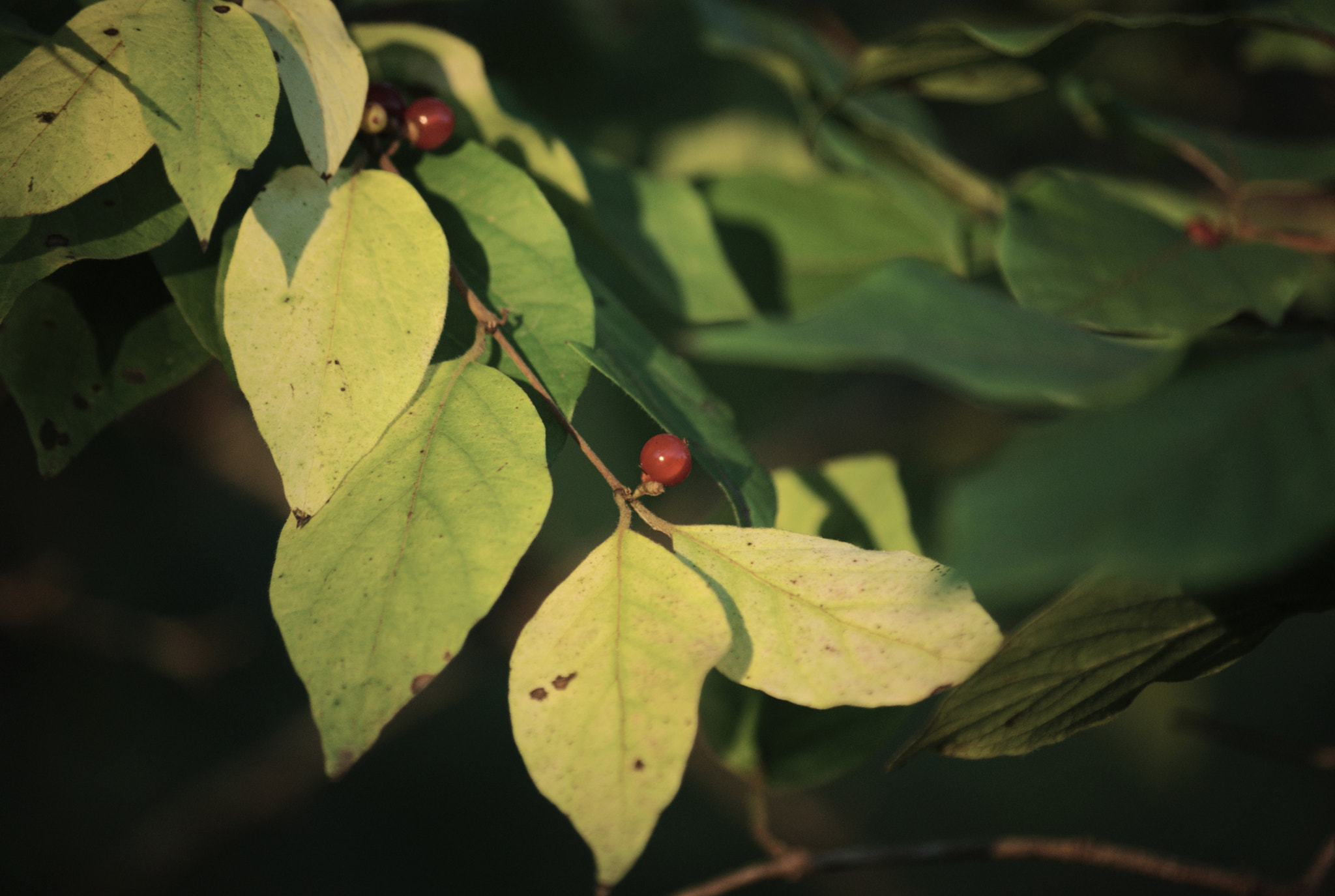 Pentax K200D + Pentax smc DA 50-200mm F4-5.6 ED sample photo. Morning light on a tree photography