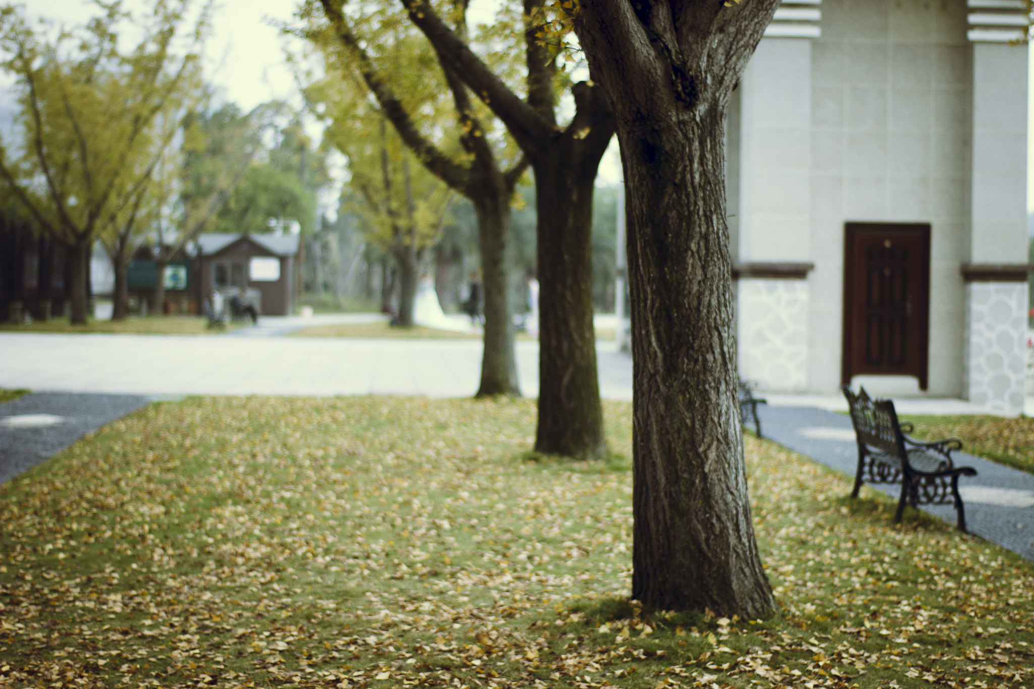 ZEISS Planar T* 50mm F1.4 sample photo. The color of autumn photography
