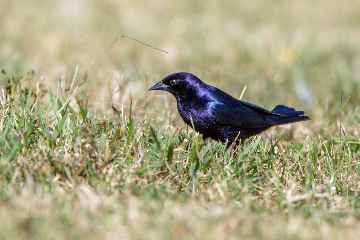Canon EF 200-400mm F4L IS USM Extender 1.4x sample photo. Shiny cowbird photography