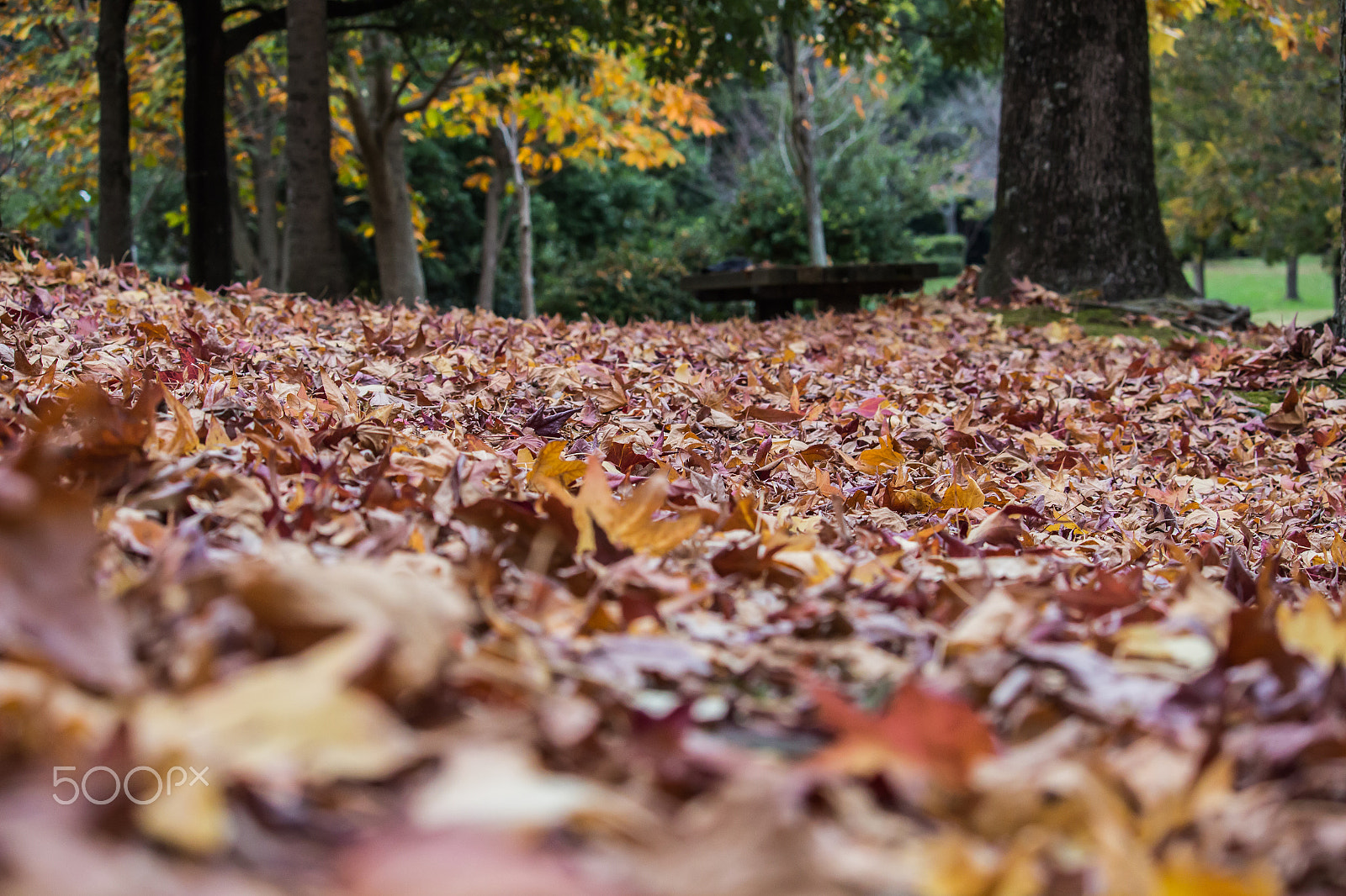 Canon EOS 700D (EOS Rebel T5i / EOS Kiss X7i) sample photo. Alluring fall photography