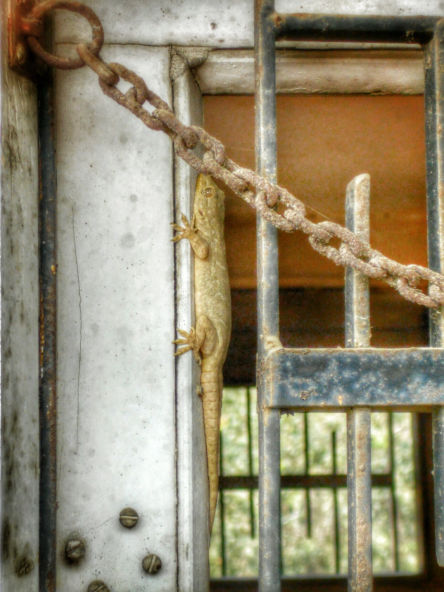 Nikon Coolpix L28 sample photo. Reeta : the lizard photography