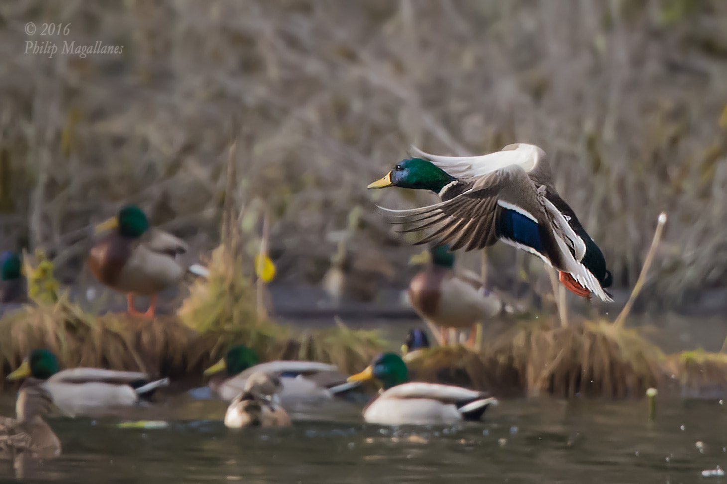 Nikon Nikkor AF-S 300mm F4E PF ED VR sample photo. Mallard drake landing photography