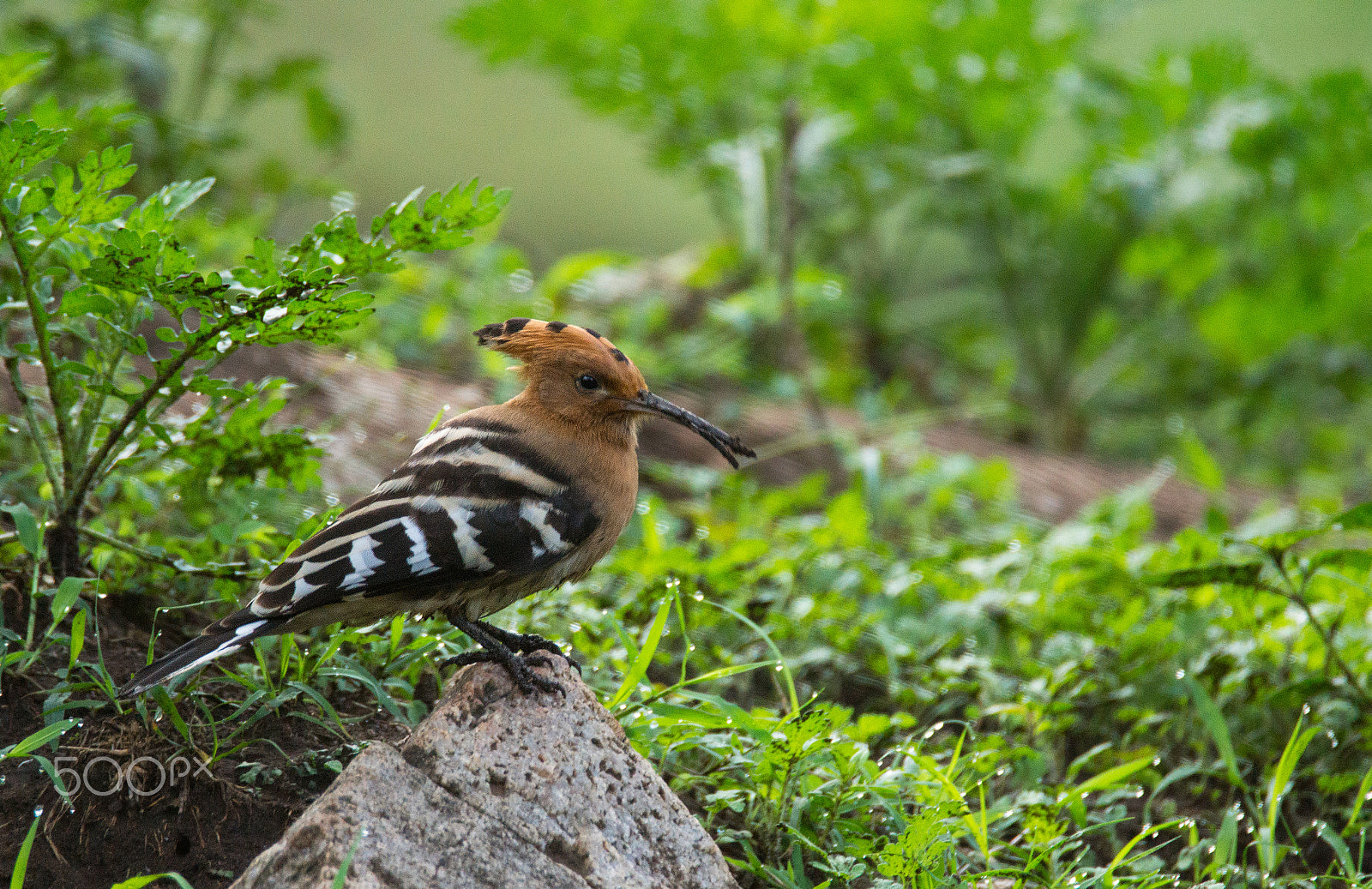Sony SLT-A65 (SLT-A65V) + Tamron SP 150-600mm F5-6.3 Di VC USD sample photo. Hoopoe photography