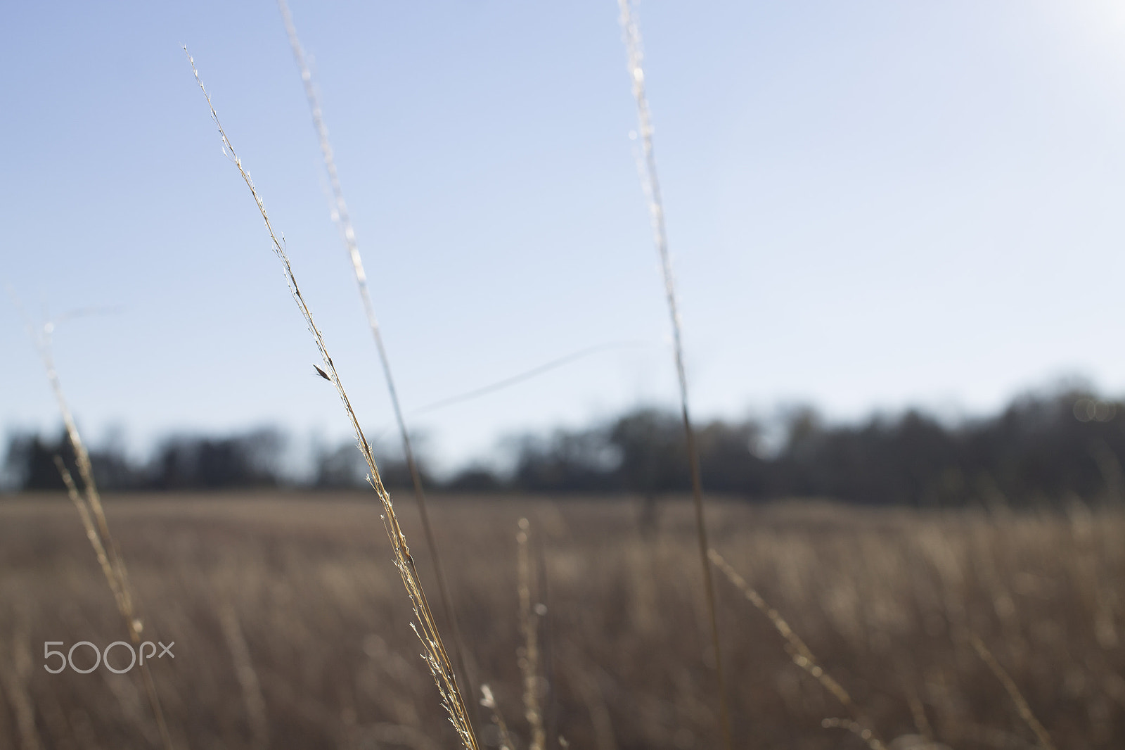 Canon EF 40mm F2.8 STM sample photo. Straw photography
