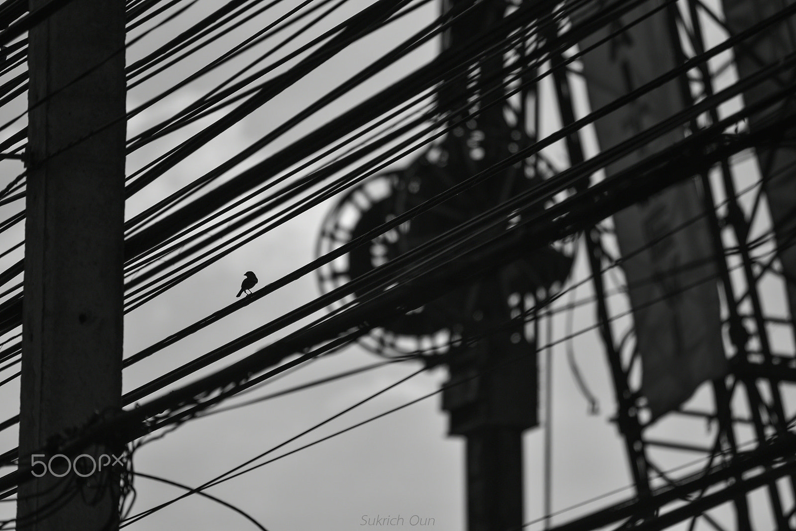 Nikon D750 sample photo. Bird in the city. photography