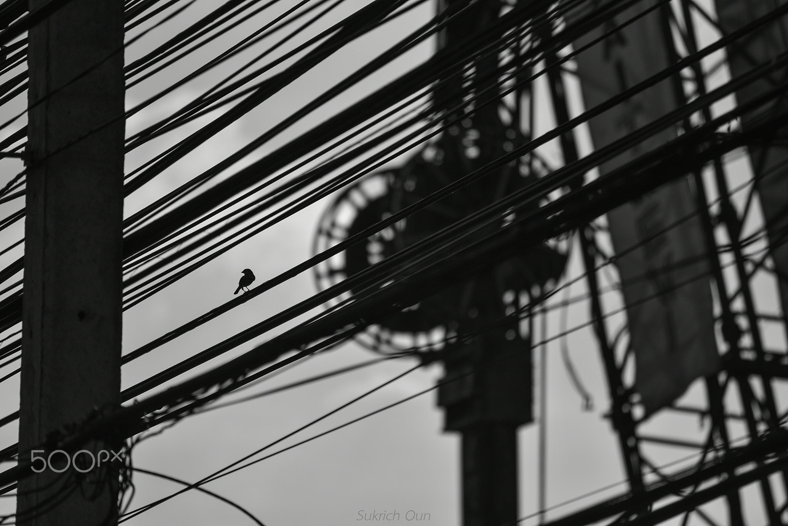 Nikon D750 + AF Zoom-Nikkor 75-300mm f/4.5-5.6 sample photo. Bird in the city. photography