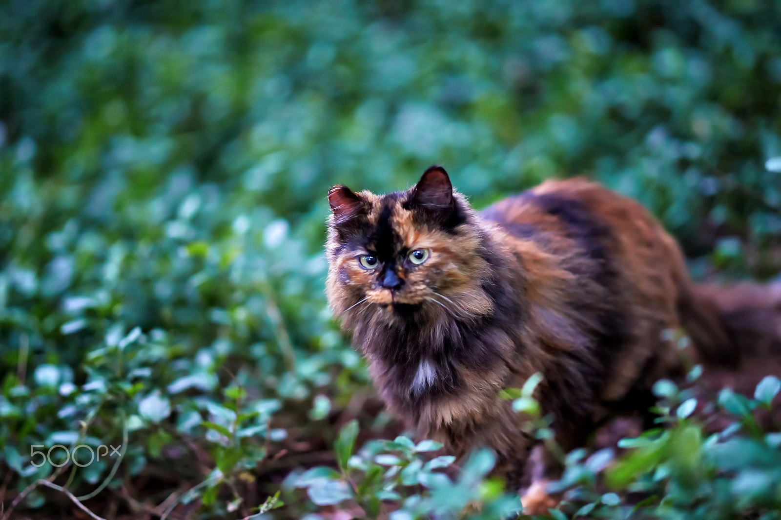 Zeiss Sonnar T* 135 mm F1.8 ZA (SAL135F18Z) sample photo. The jungle photography