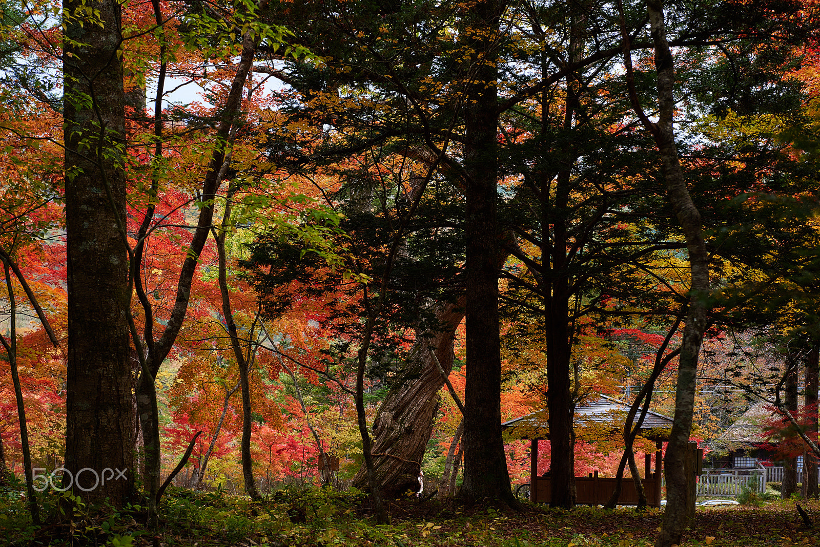 Nikon AF-S Nikkor 24-70mm F2.8G ED sample photo. Autumn color photography