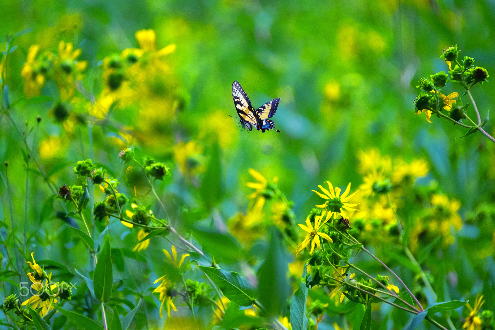 Fujifilm XF 100-400mm F4.5-5.6 R LM OIS WR sample photo. Fly photography