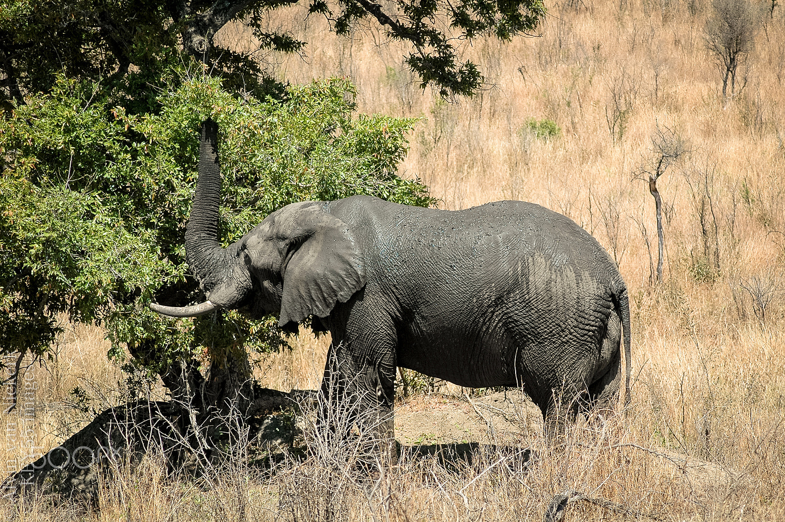 Nikon D70 sample photo. Elephant reaching for leaves photography