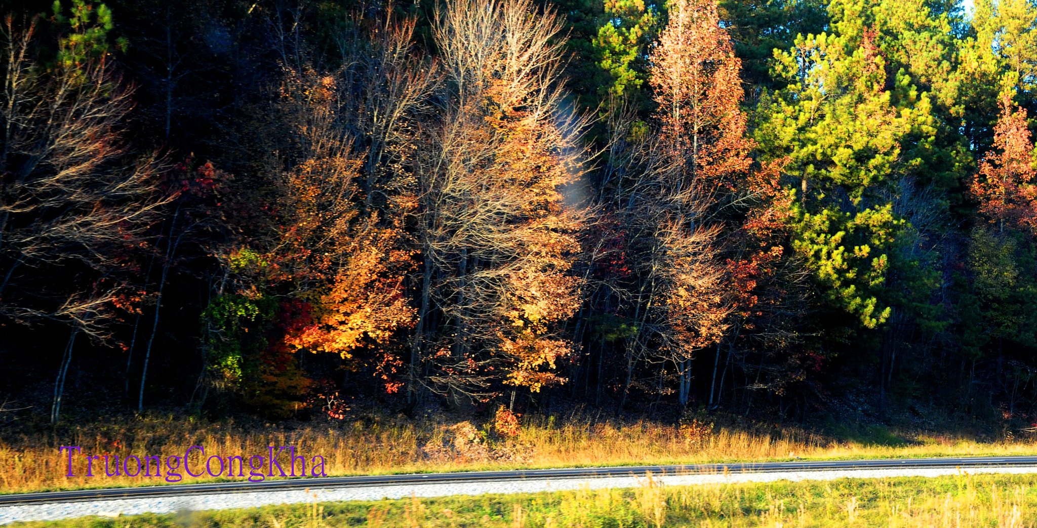 Nikon D3 sample photo. Yellow fall photography
