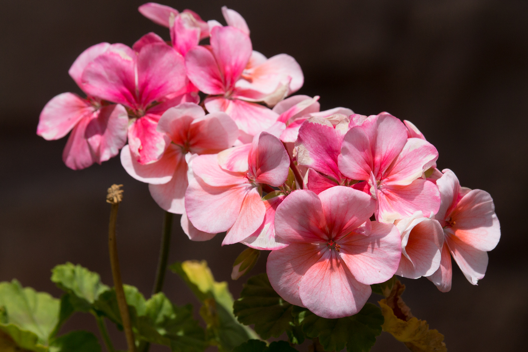 Canon EF-S 55-250mm F4-5.6 IS STM sample photo. Beautiful pink flowers photography