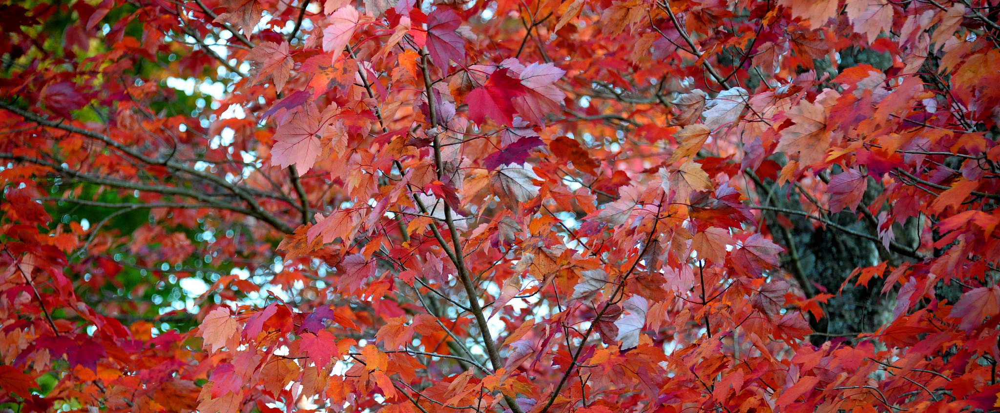 Nikon D3 sample photo. Yellow fall 2 photography