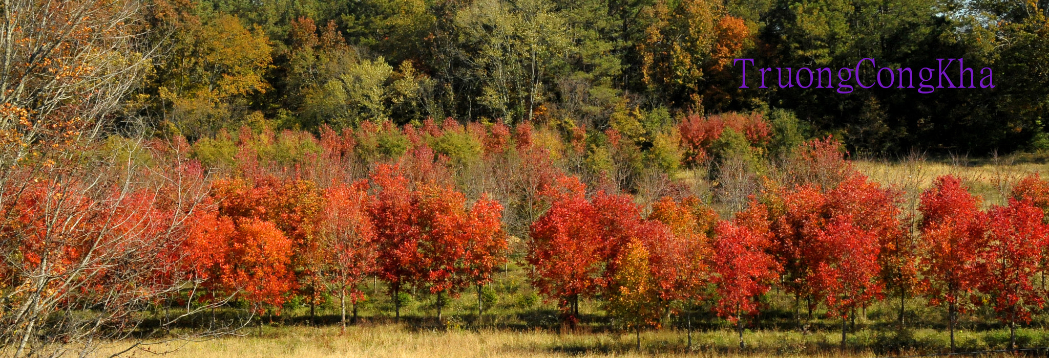 Nikon D3 sample photo. Yellow fall 3 photography