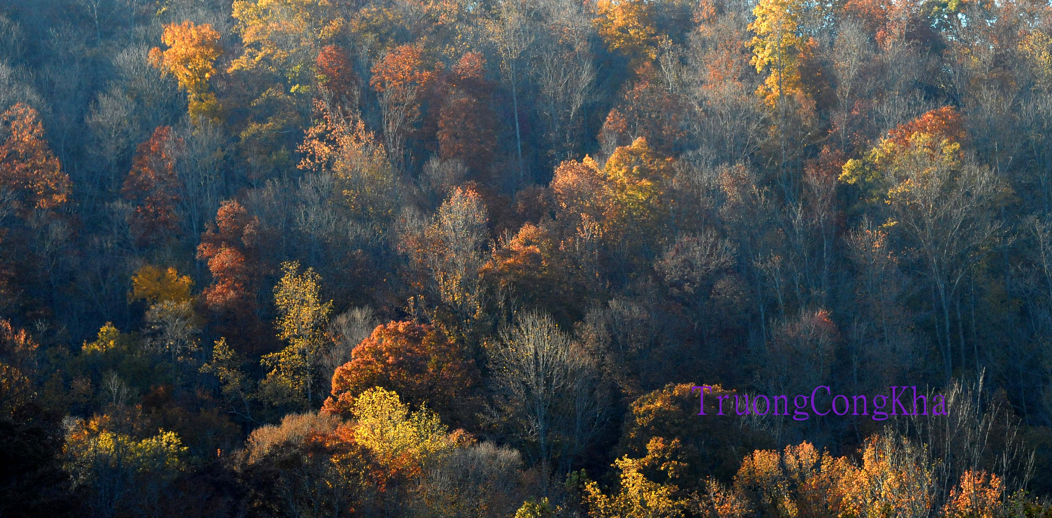 Nikon D3 sample photo. Yellow fall 4 photography