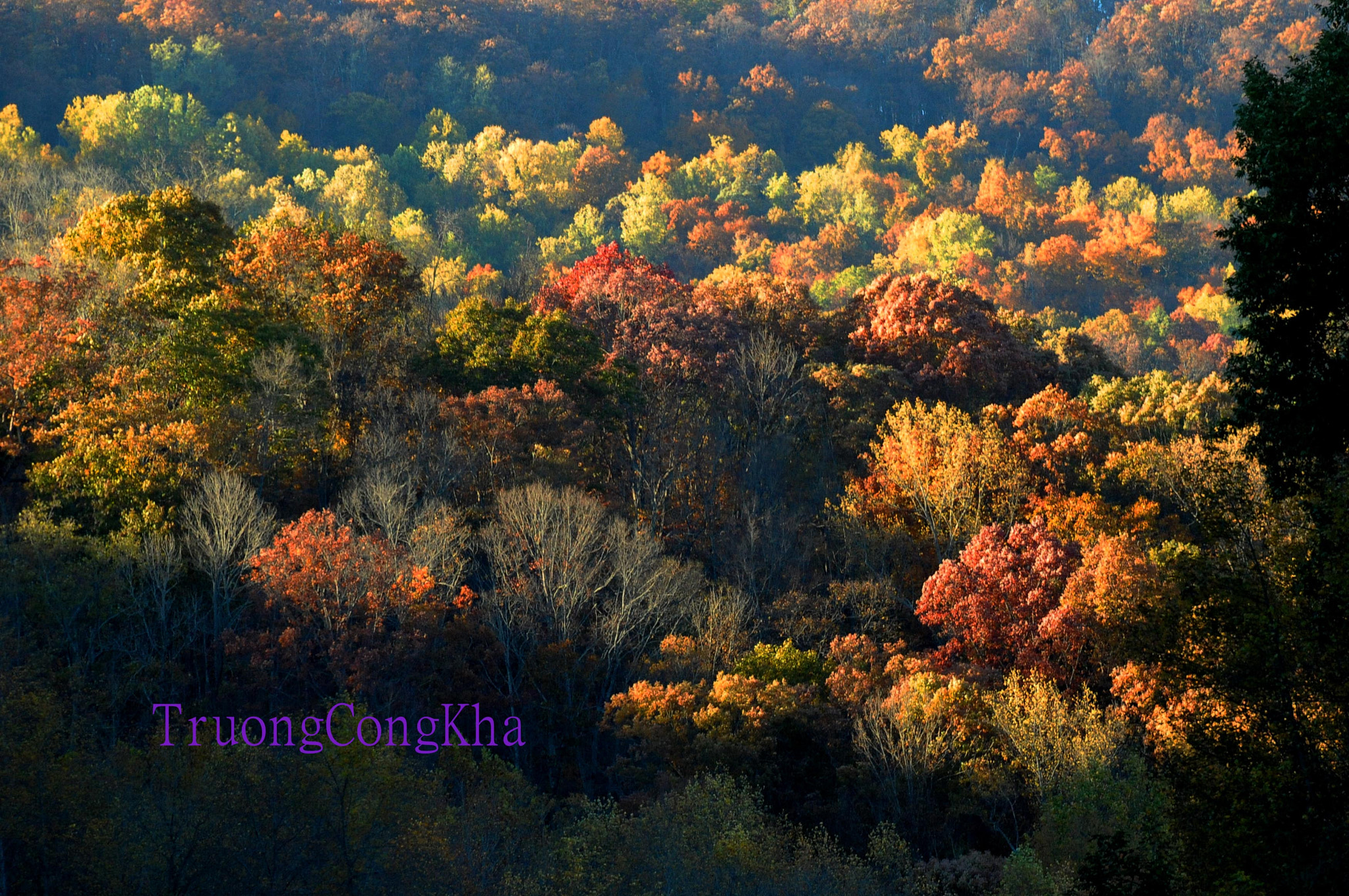 Nikon D3 sample photo. Yellow fall 5 photography
