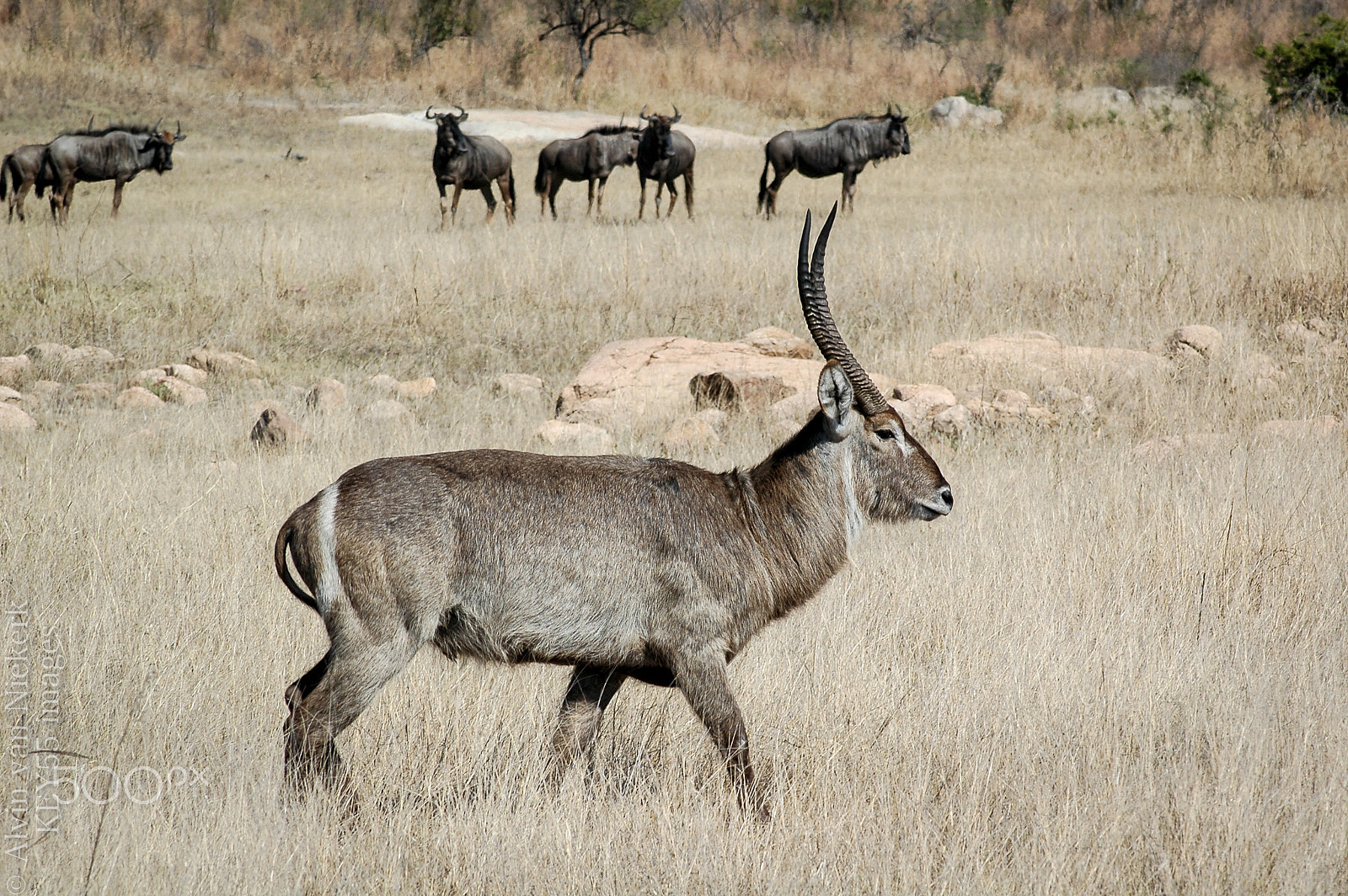 Nikon D70 sample photo. Waterbuck ram photography
