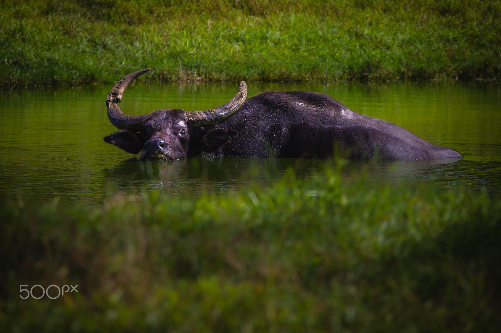 Canon EF-S 18-200mm F3.5-5.6 IS sample photo. Asiatic water buffalo photography