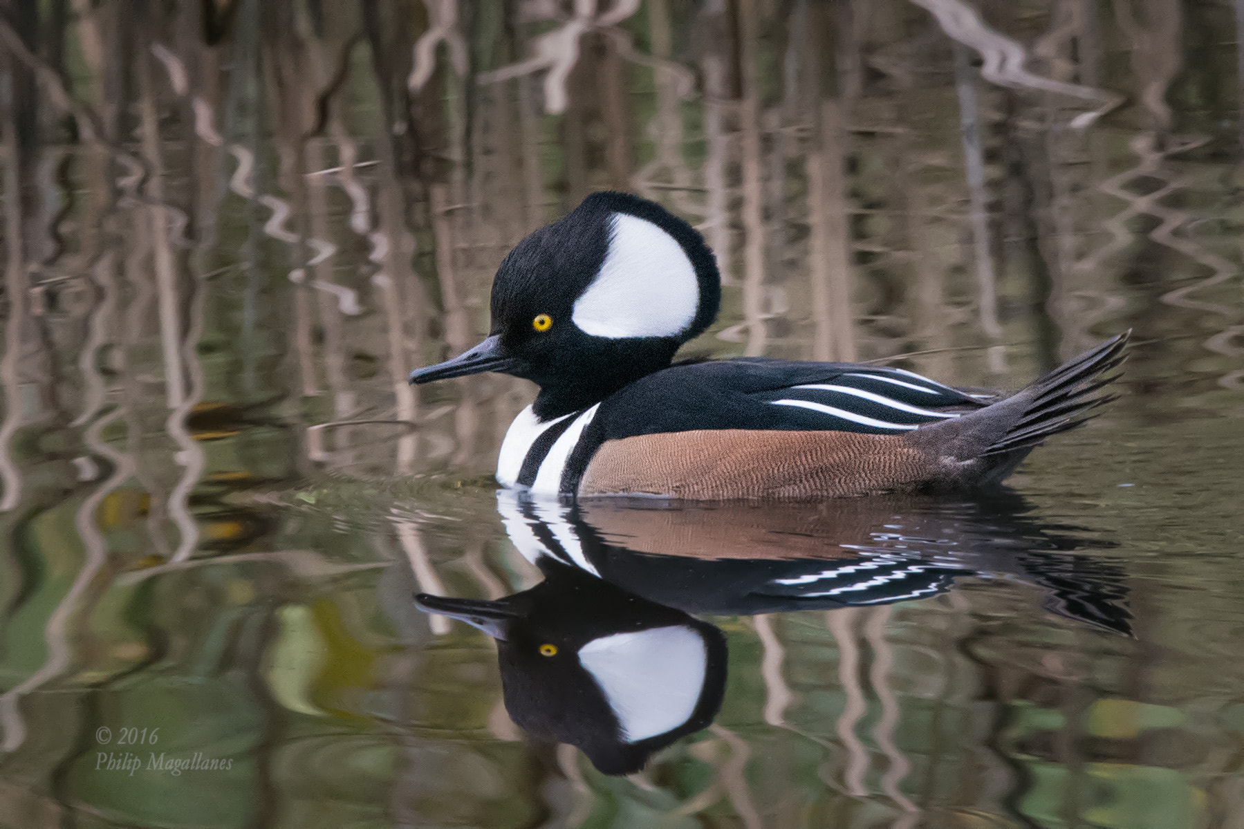 Nikon Nikkor AF-S 300mm F4E PF ED VR sample photo. Hooded merganser drake photography