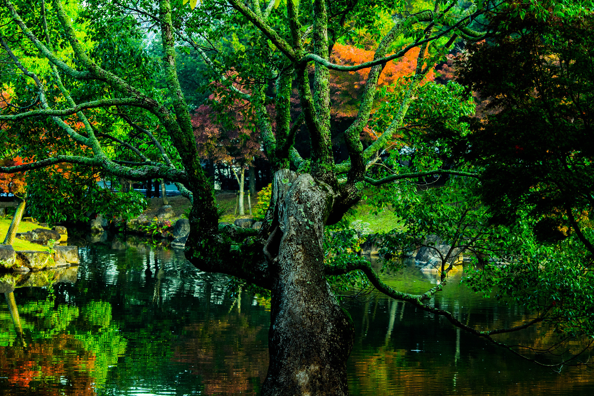 Canon EOS 100D (EOS Rebel SL1 / EOS Kiss X7) sample photo. Autumn tree photography