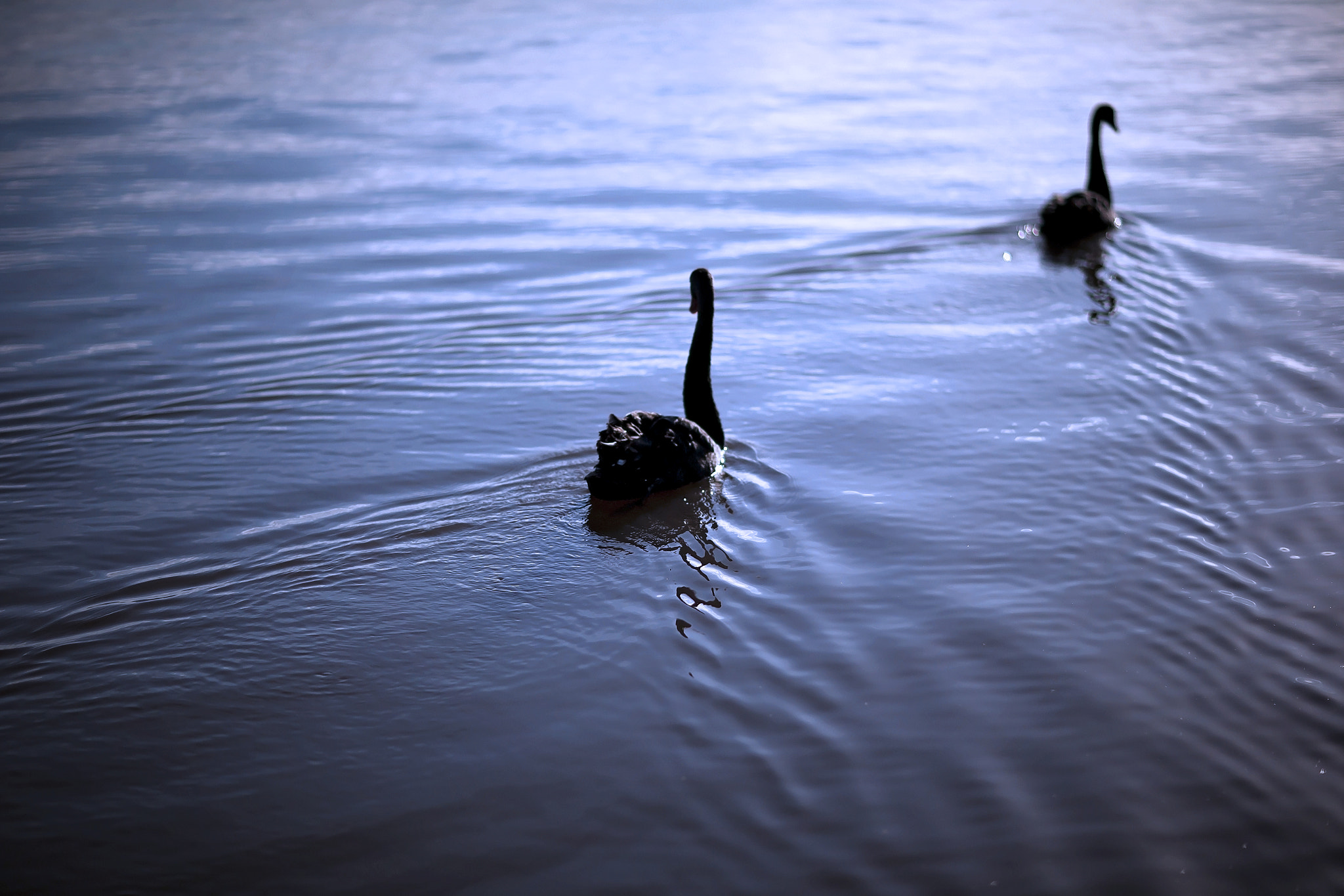 Canon EOS-1D C + Canon EF 85mm F1.2L II USM sample photo. Black swan silhouette photography