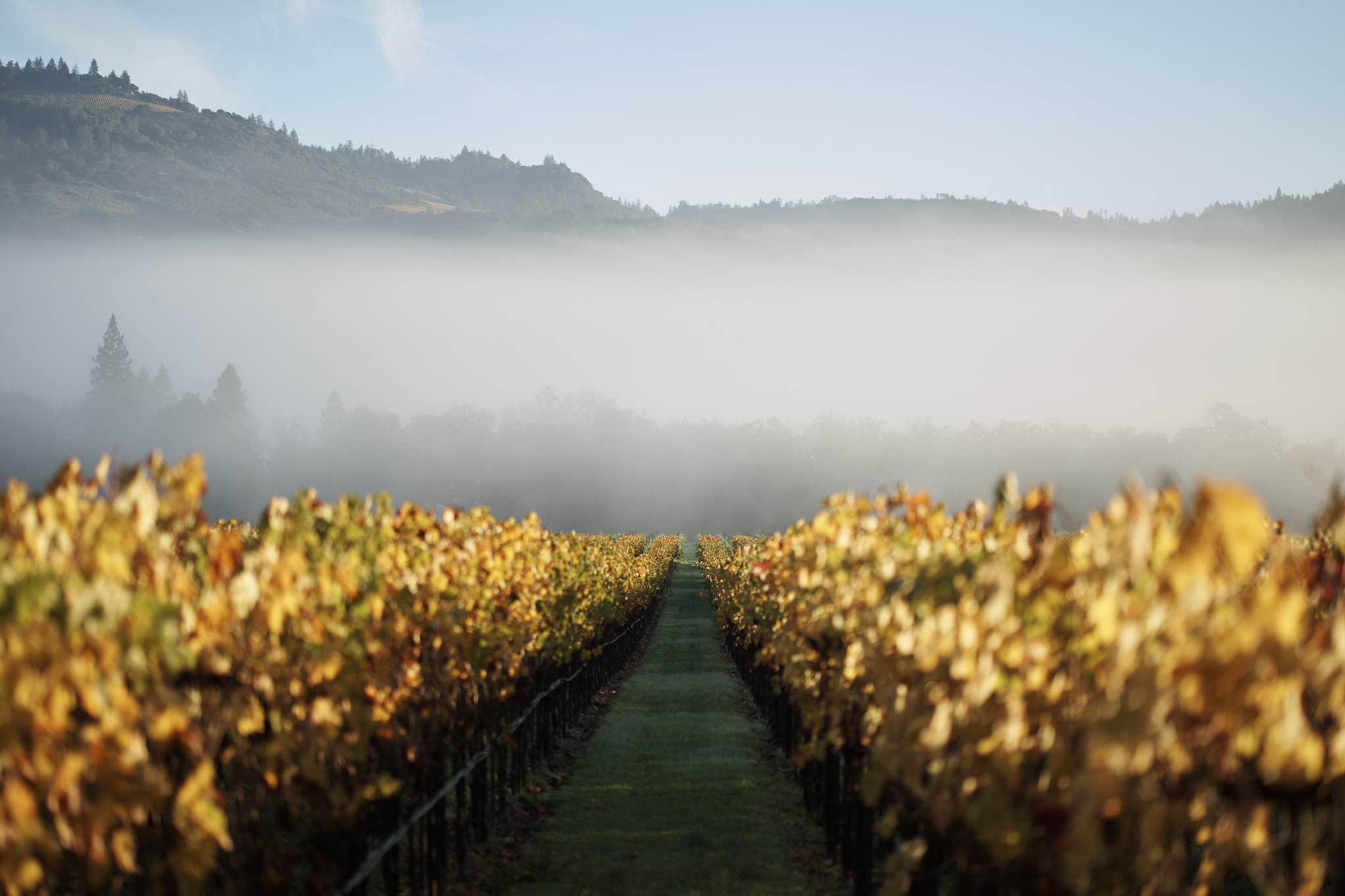 ZEISS Batis 85mm F1.8 sample photo. Napa grape row photography