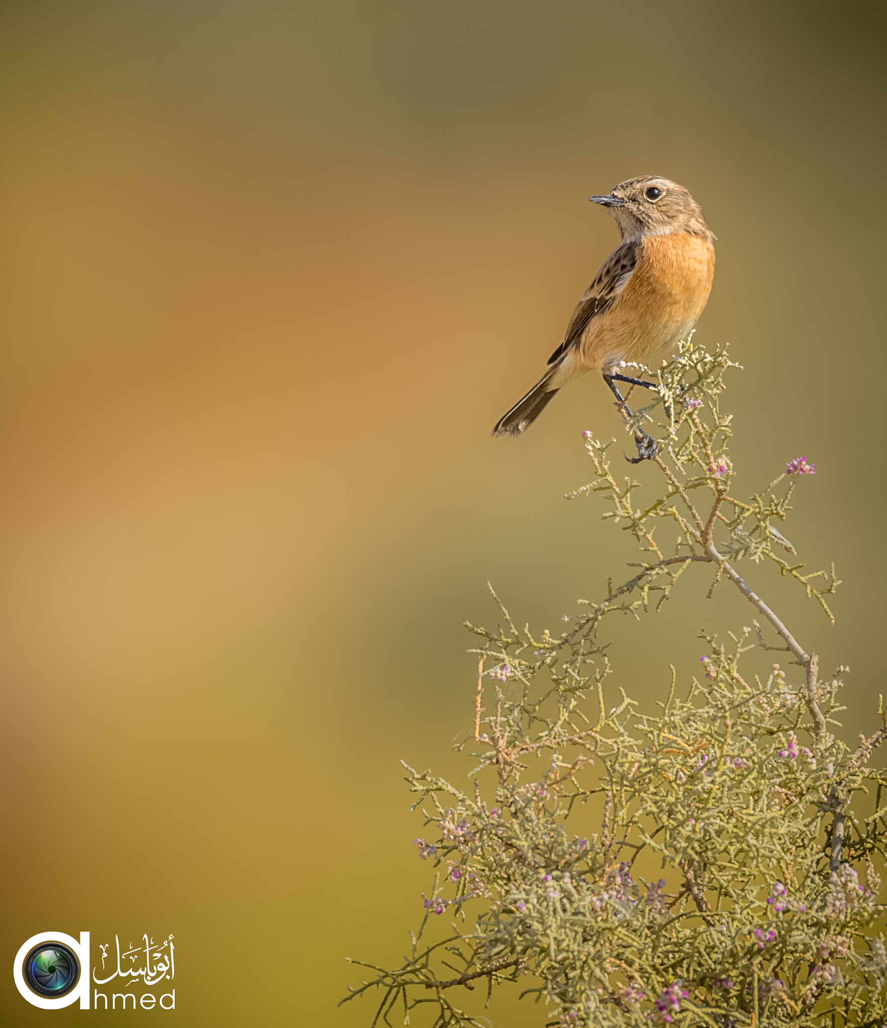 Sigma 150-600mm F5-6.3 DG OS HSM | S sample photo