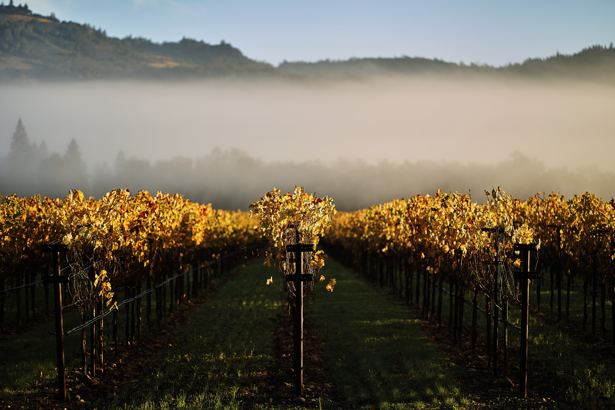 ZEISS Batis 85mm F1.8 sample photo. Morning grapes photography