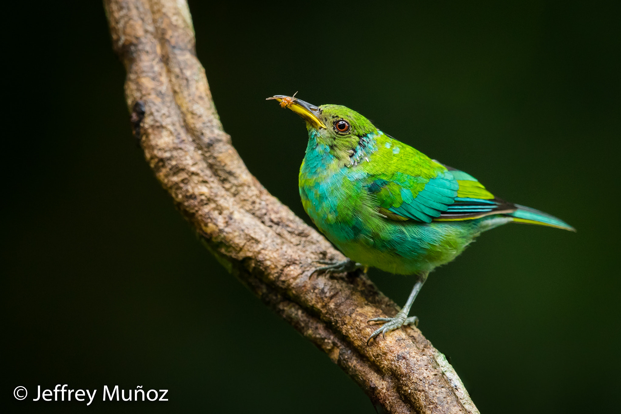 Canon EF 500mm F4L IS II USM sample photo. Green honeycreeper photography