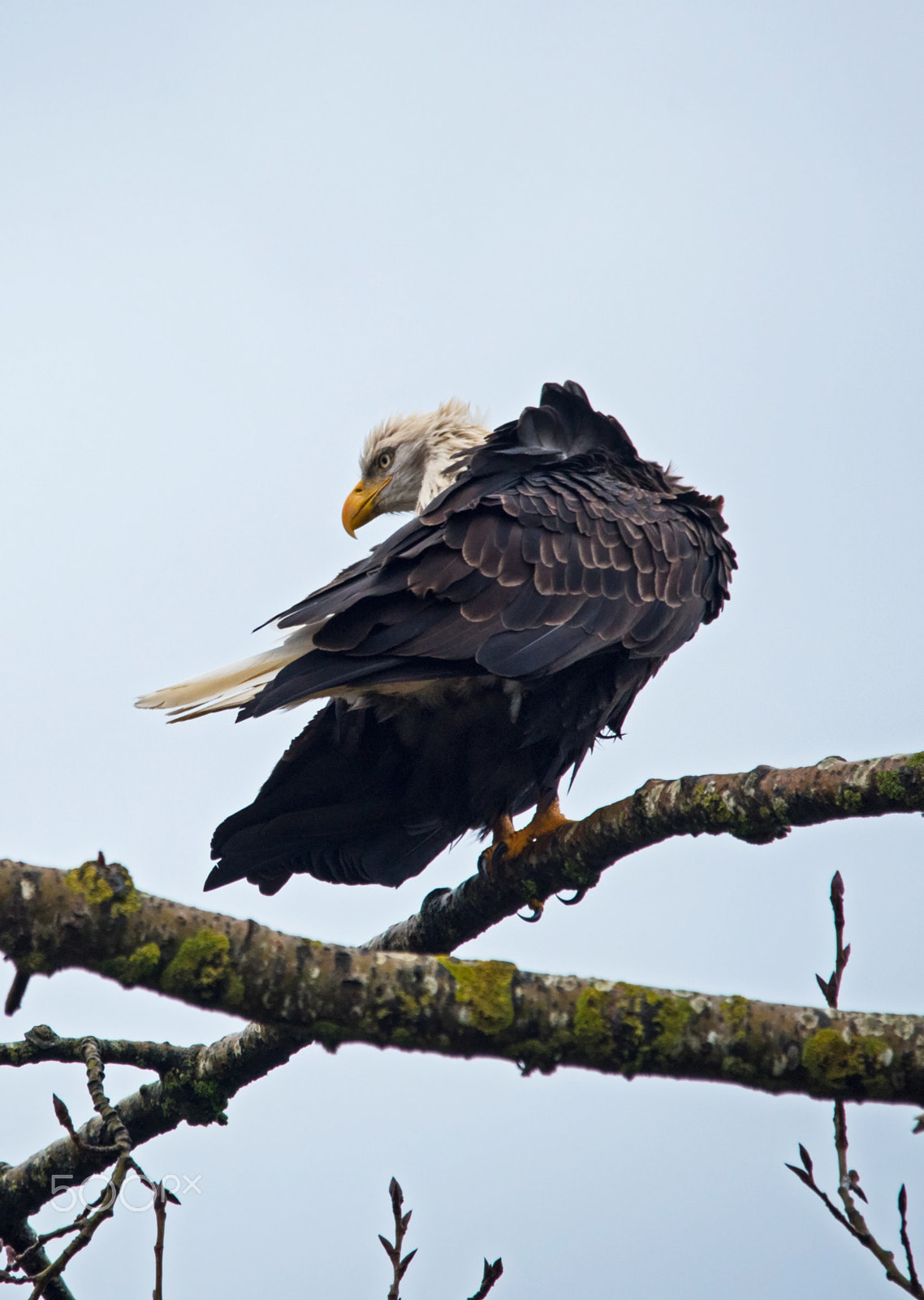 Sigma 150-500mm F5-6.3 DG OS HSM sample photo. Feathers photography