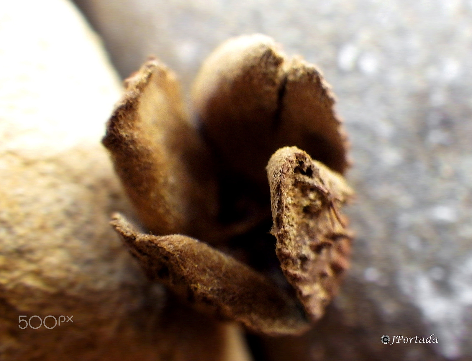 Pentax Optio WG-2 sample photo. Seed photography