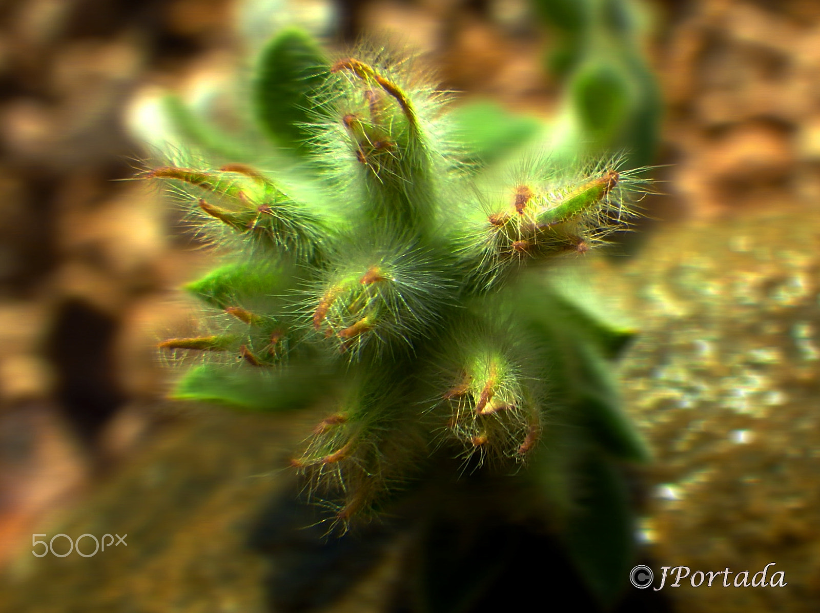 Pentax Optio WG-2 sample photo. Flower photography