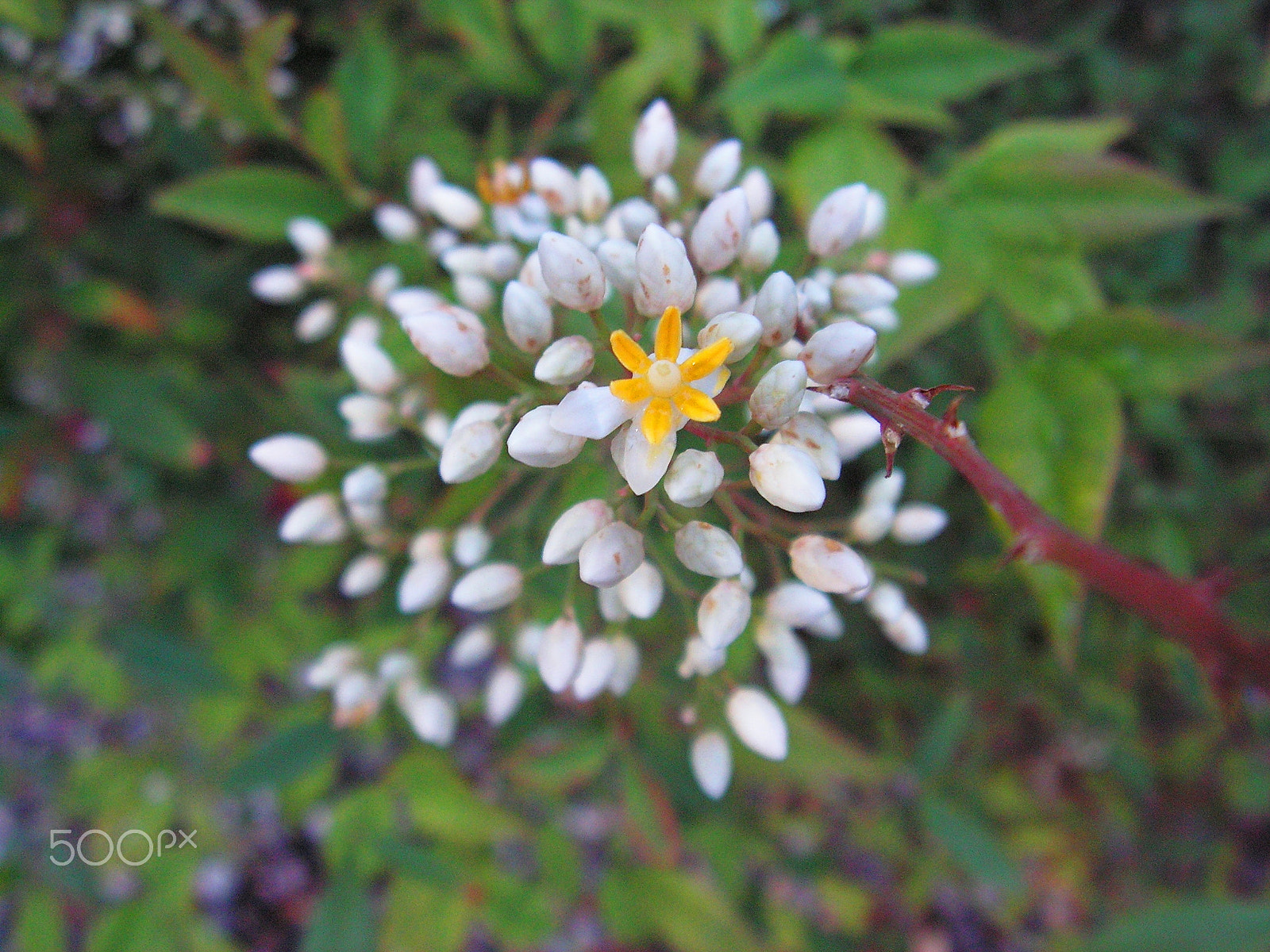 KONICA MINOLTA DiMAGE Z20 sample photo. First things first photography