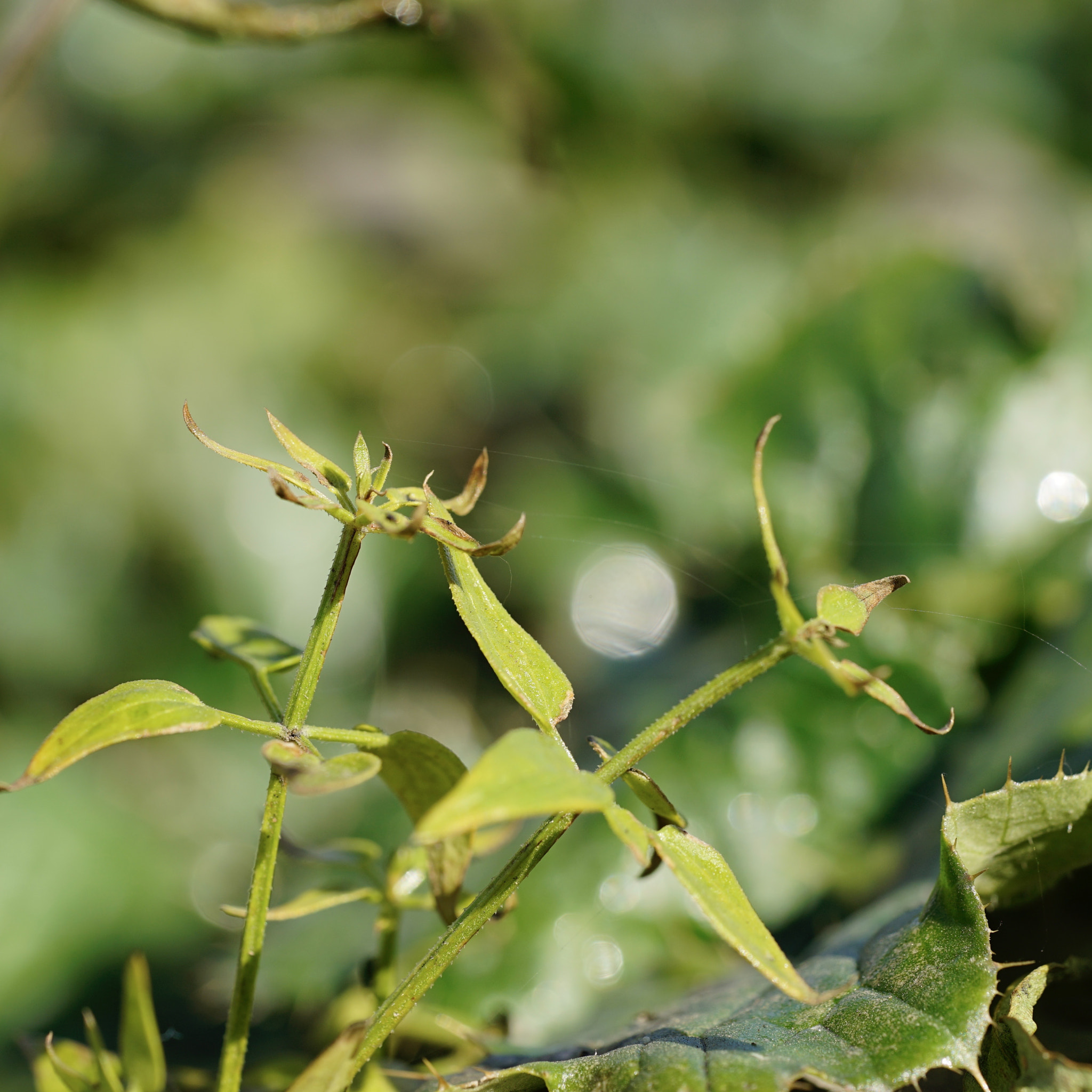 Sony a7 II + Sony FE 90mm F2.8 Macro G OSS sample photo. 深秋嫩芽 photography