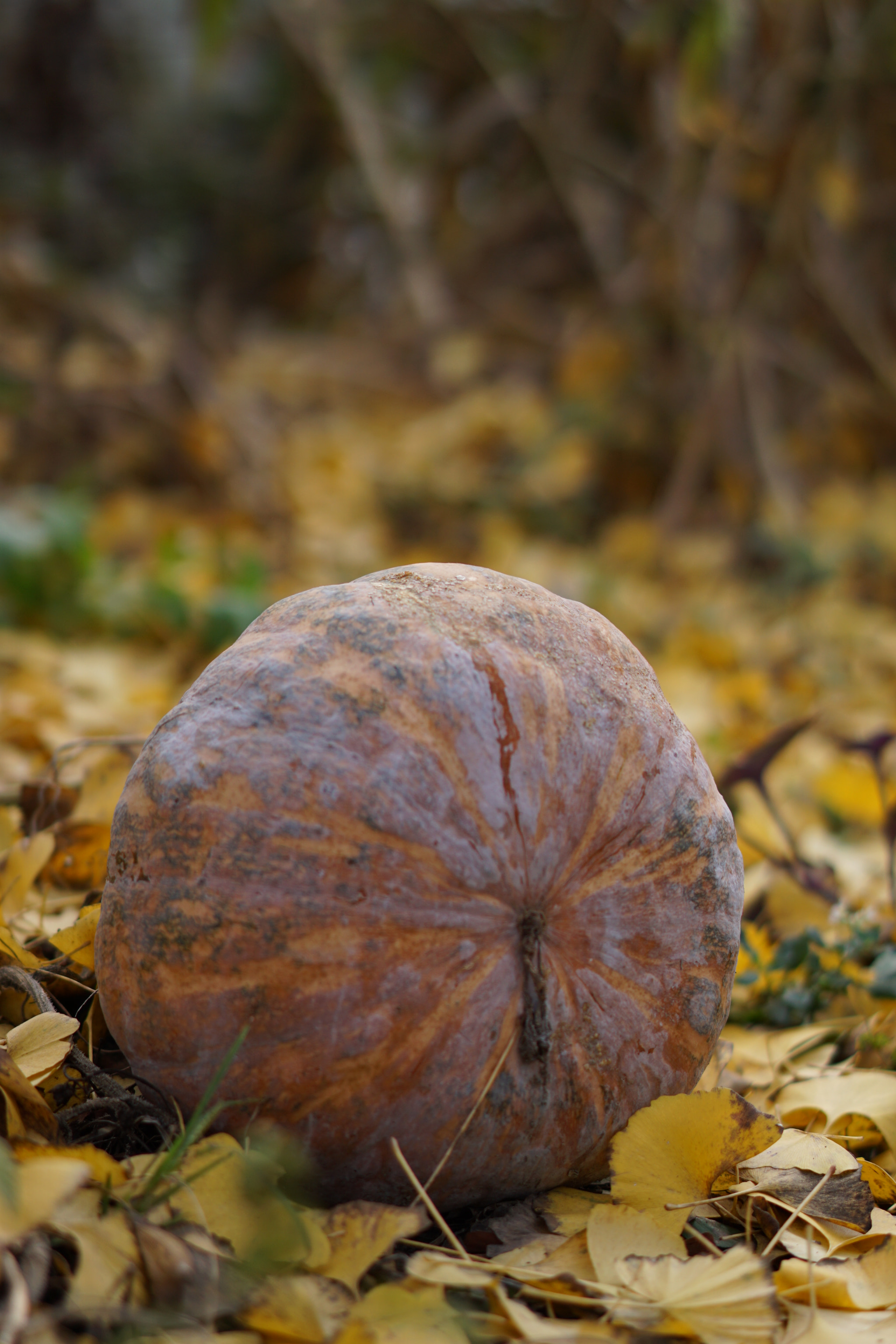 Sony a5100 + Sony Sonnar T* FE 55mm F1.8 ZA sample photo