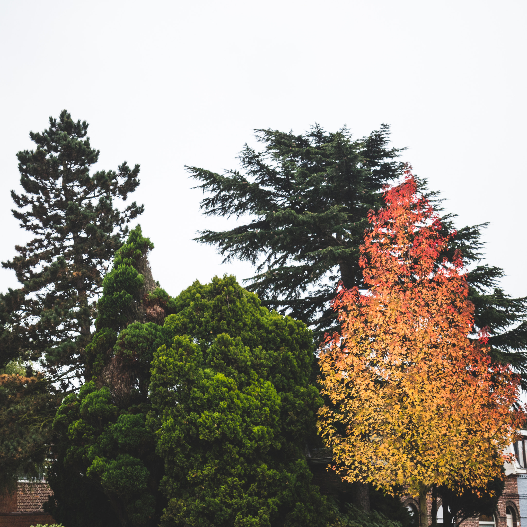 Canon EOS 750D (EOS Rebel T6i / EOS Kiss X8i) sample photo. Evergreen vs fall colours photography
