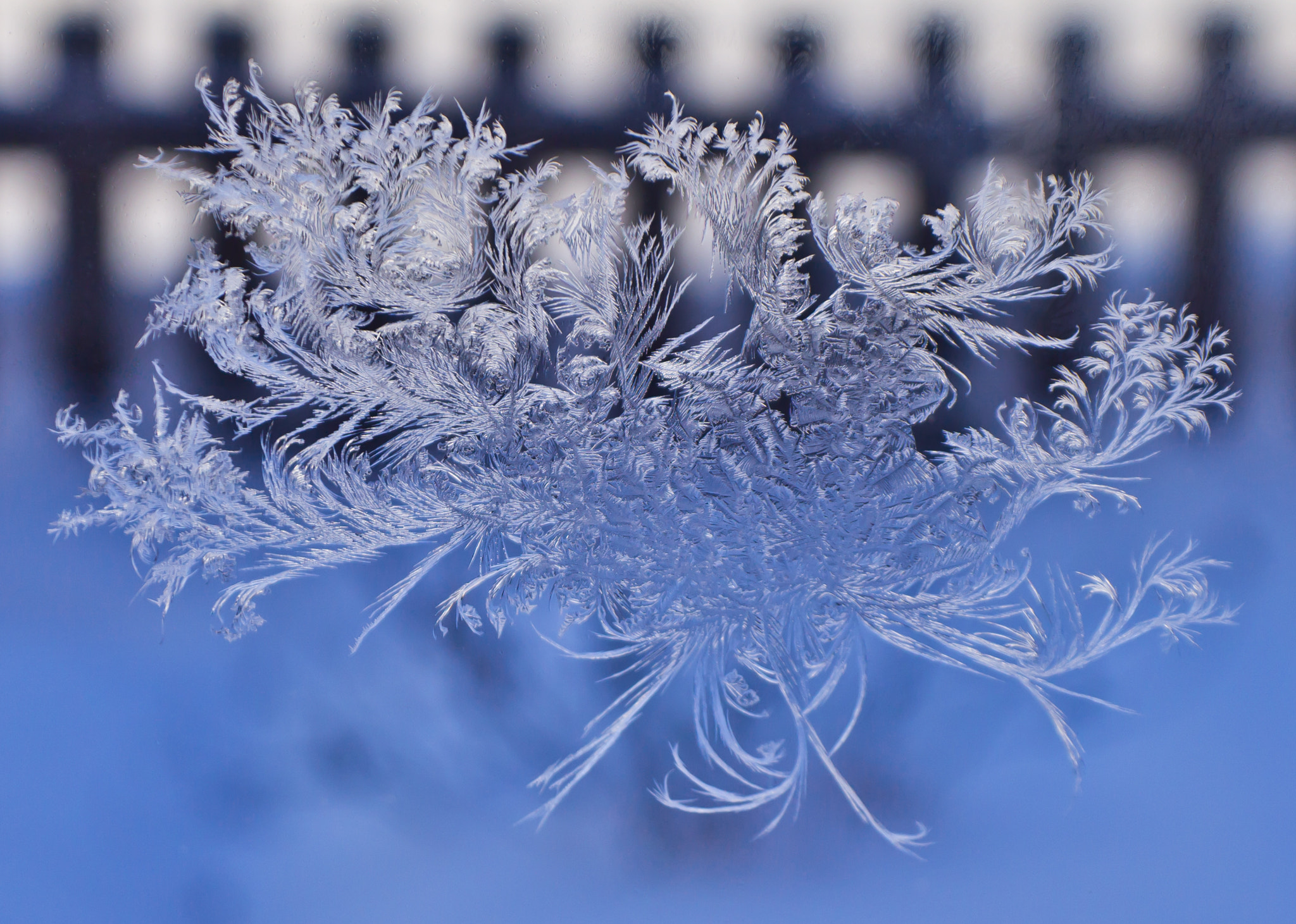 Canon EOS 600D (Rebel EOS T3i / EOS Kiss X5) + Sigma 18-50mm F2.8-4.5 DC OS HSM sample photo. The autograph of the snow queen photography