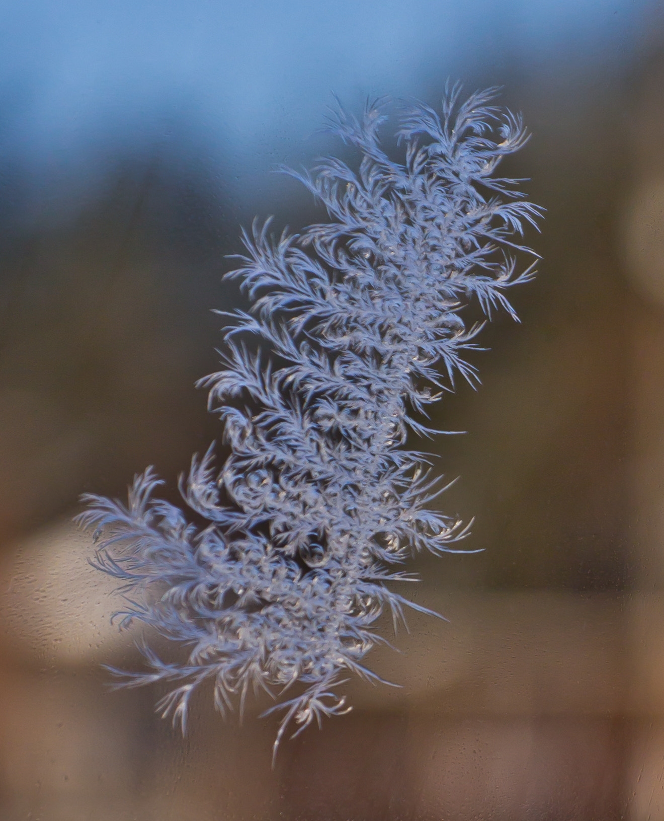 Canon EOS 600D (Rebel EOS T3i / EOS Kiss X5) + Sigma 18-50mm F2.8-4.5 DC OS HSM sample photo. Ice feather photography